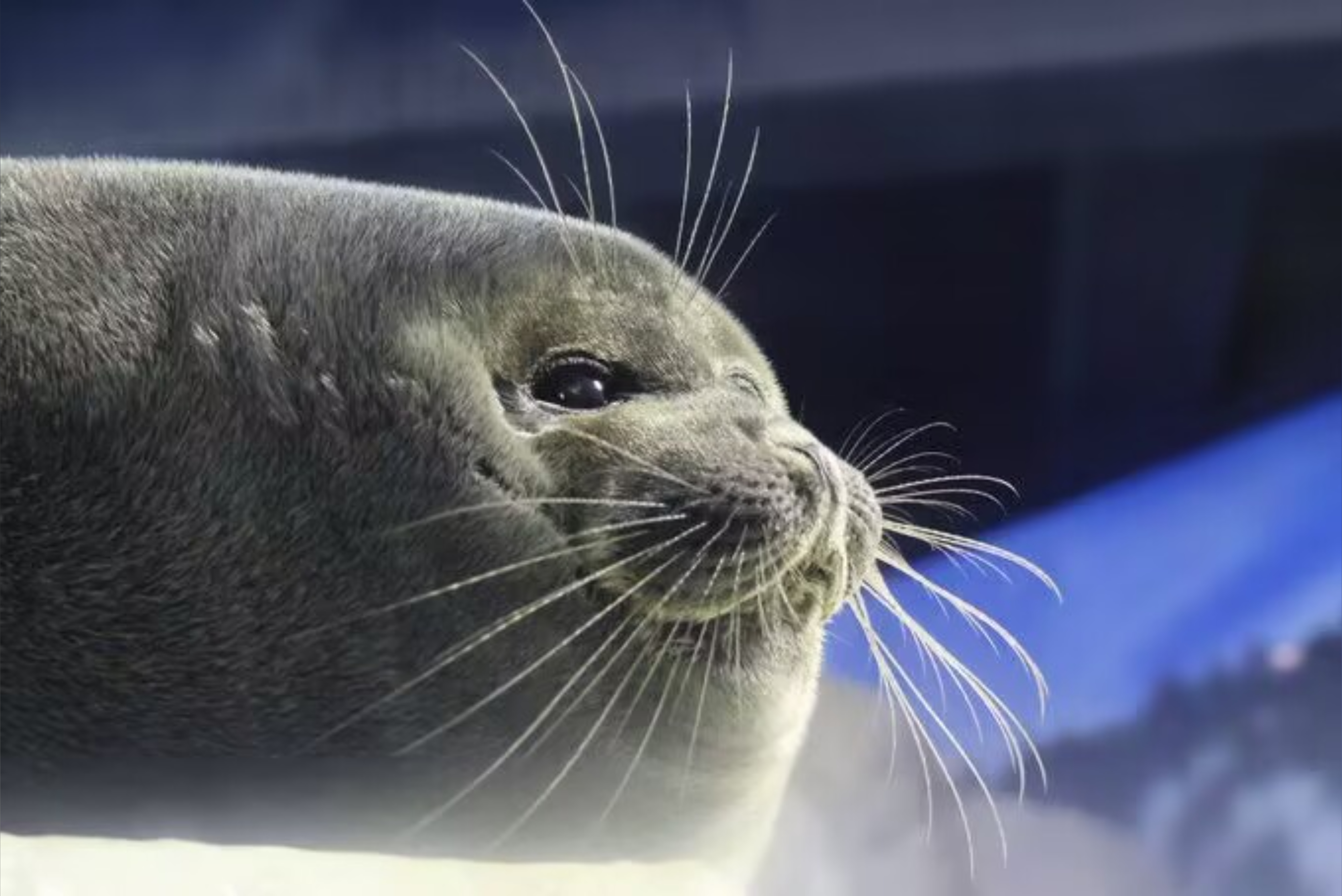 VanillaMuddy OnlyFans header