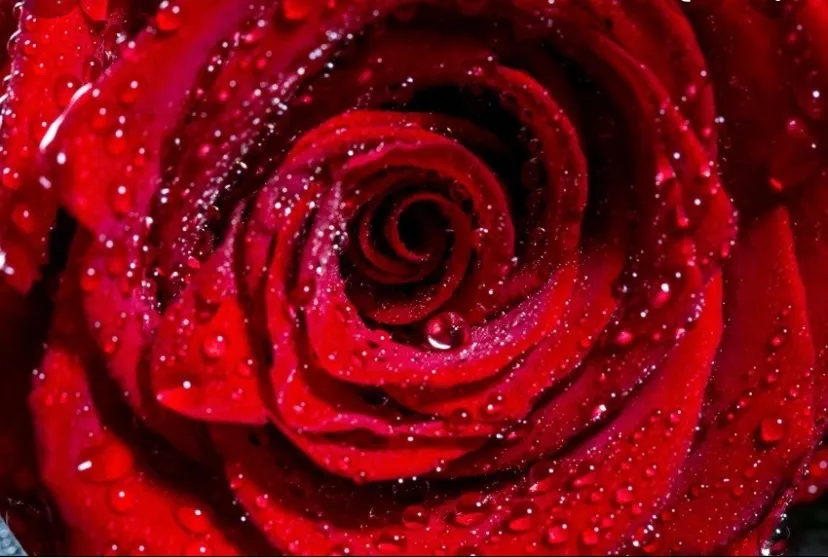 Vannah Rose OnlyFans header