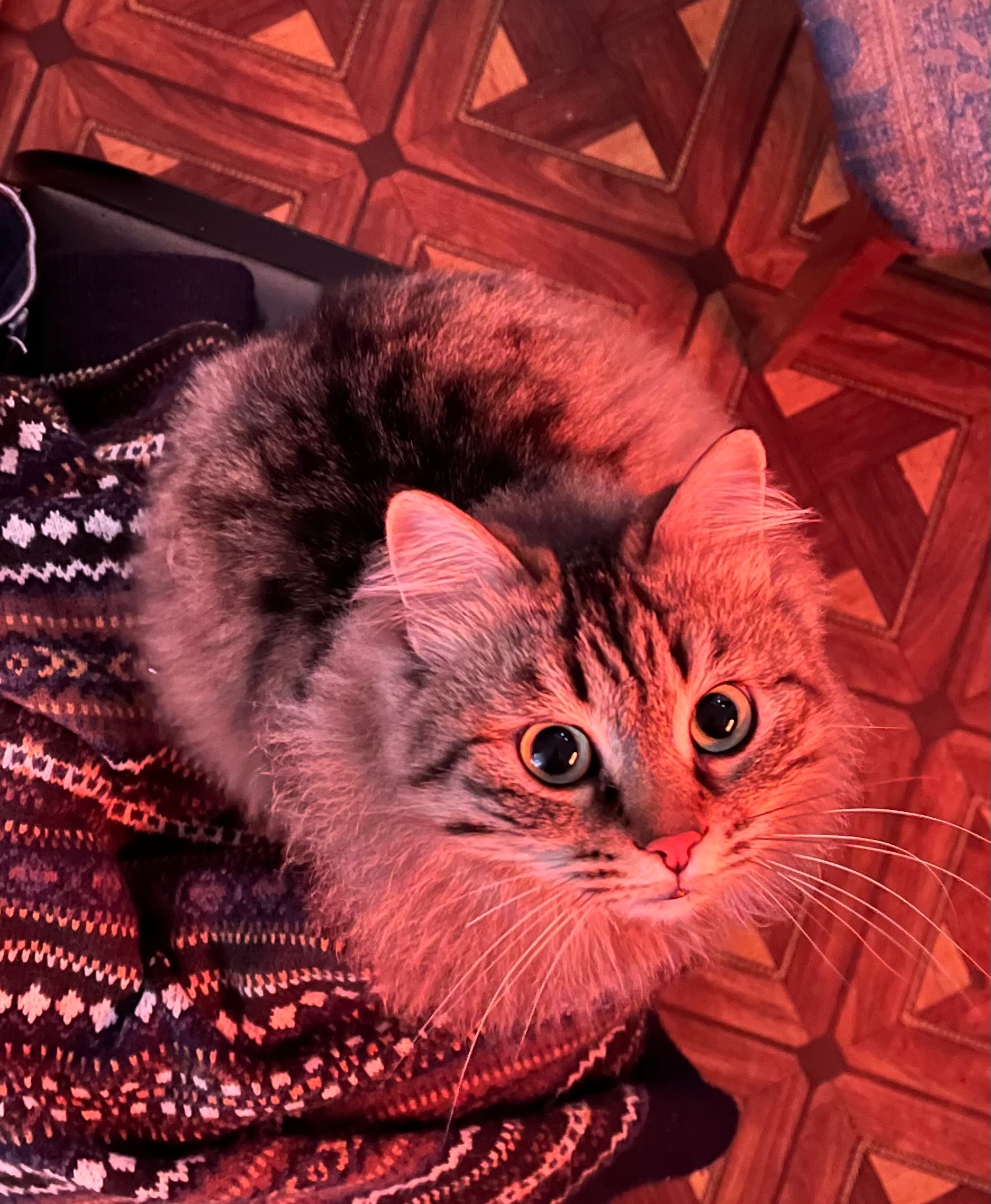 vano xuxia OnlyFans header