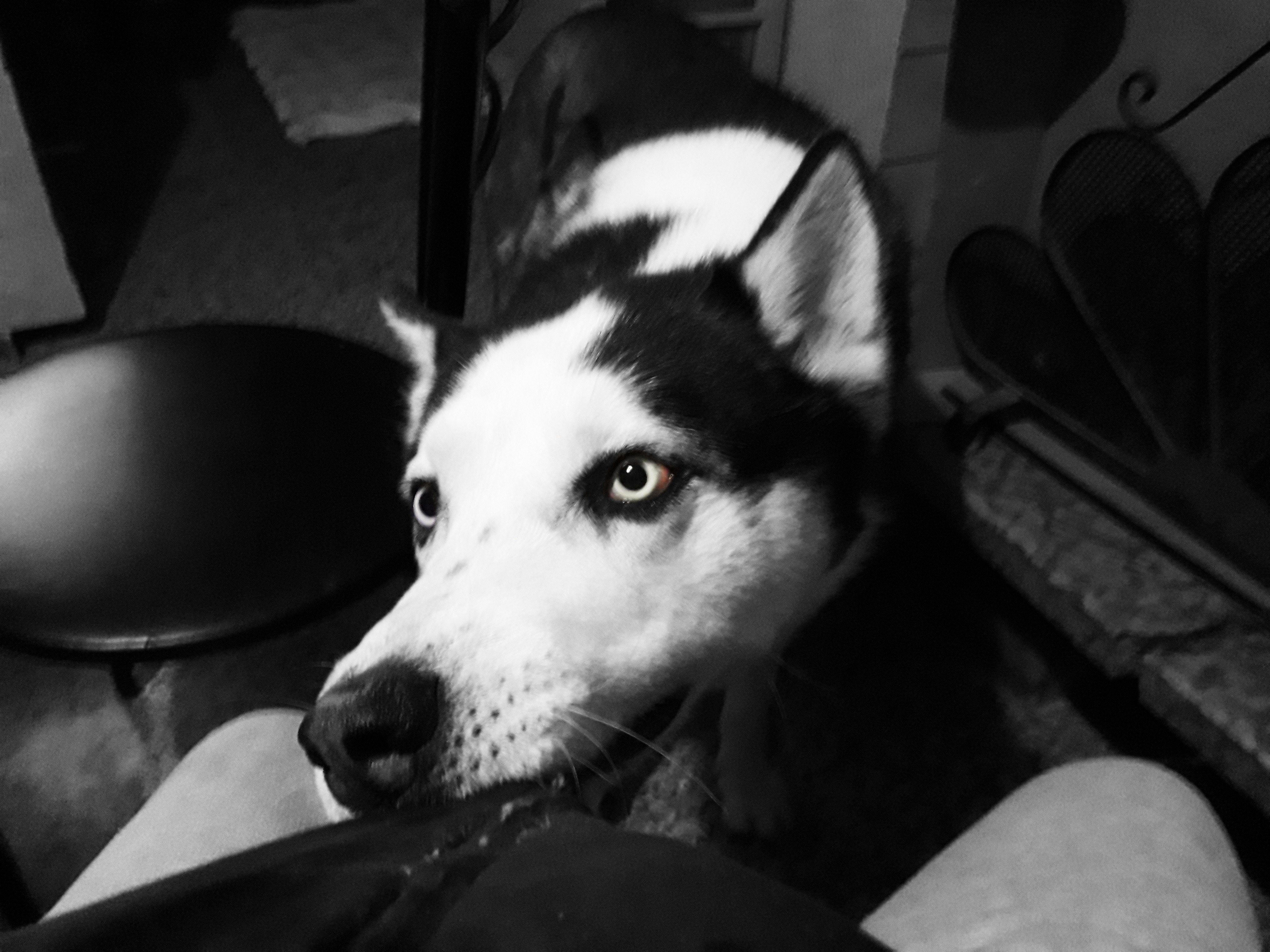 Vapor ed il suo enorme Ca OnlyFans header