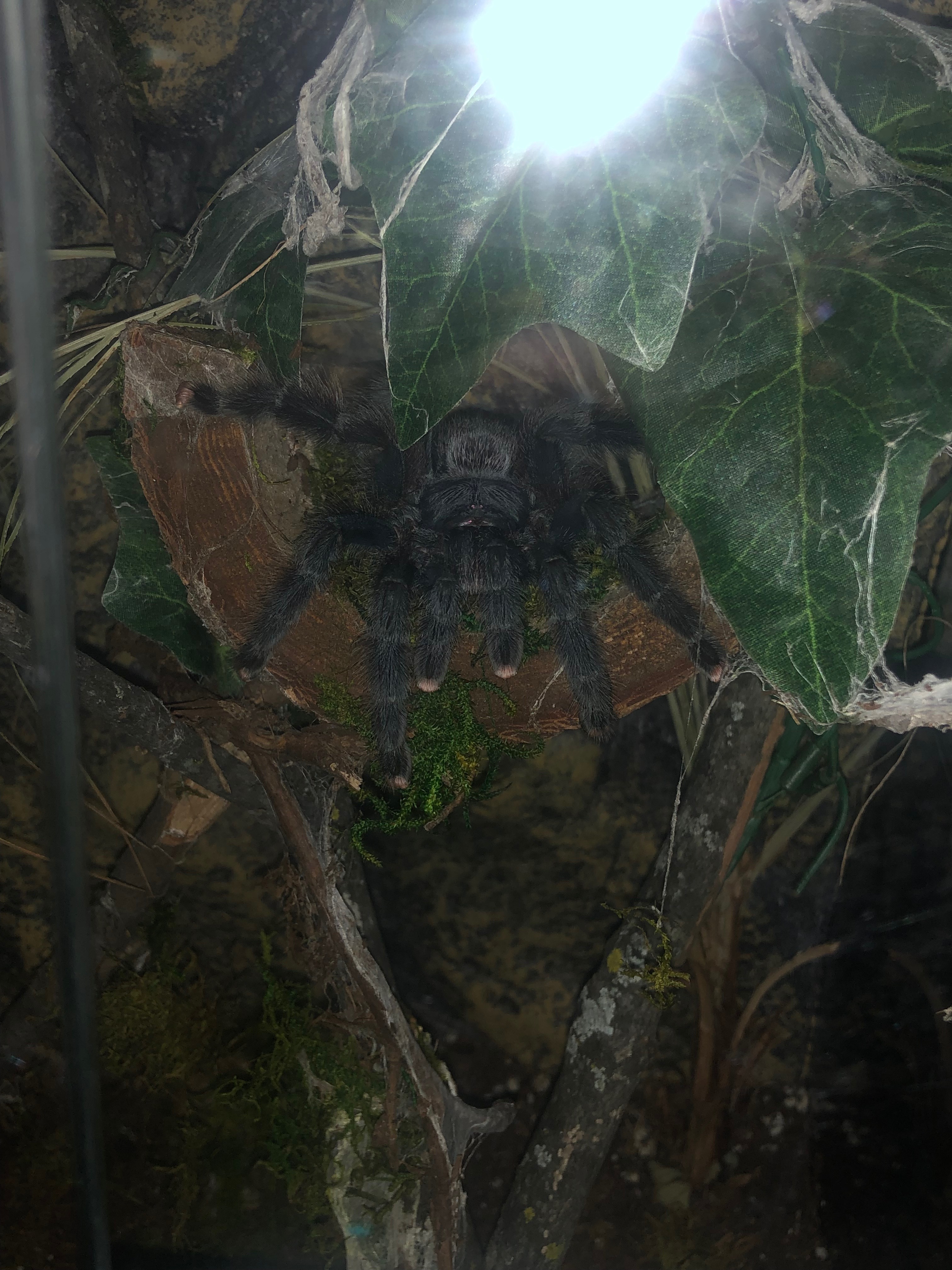 ShadowheartMC OnlyFans header