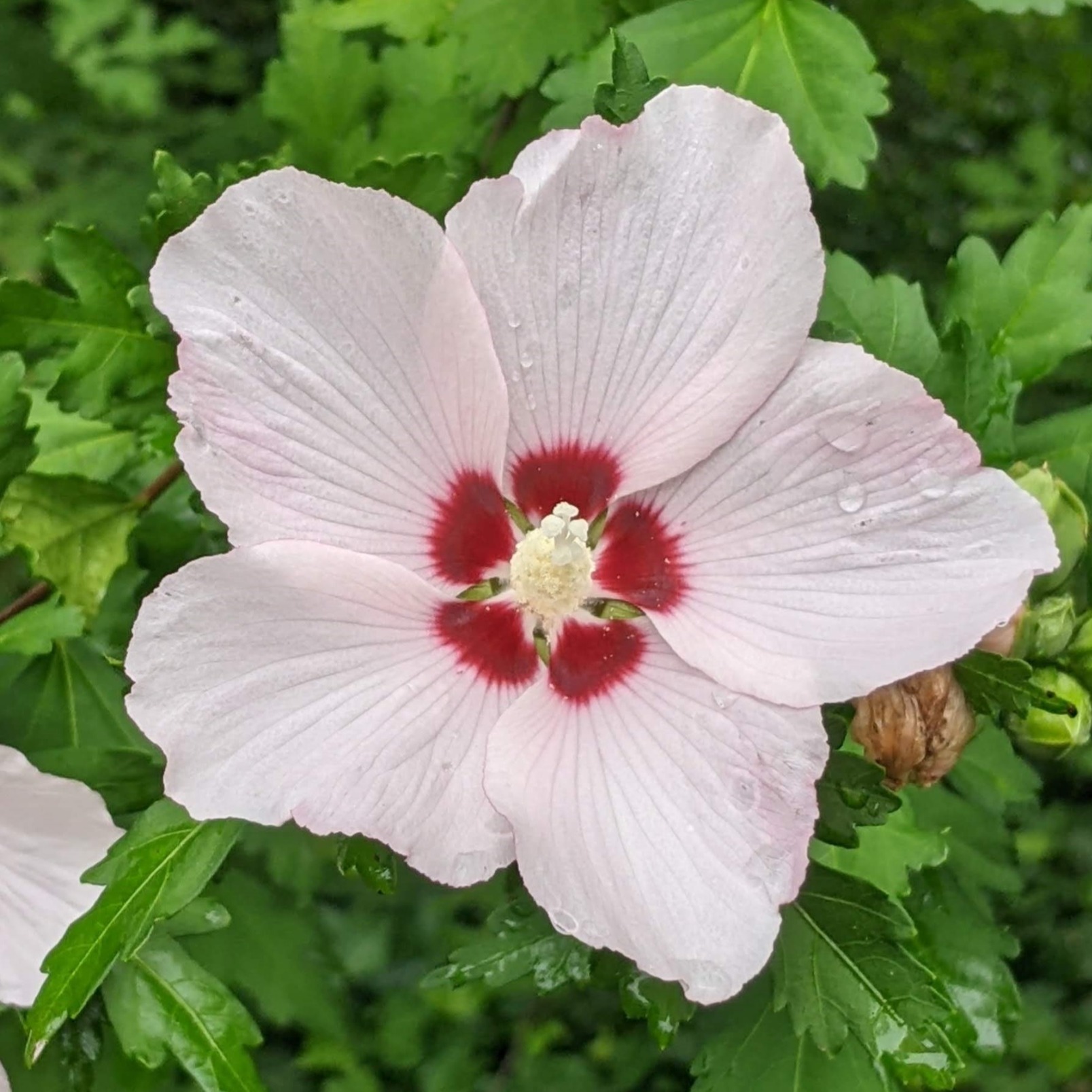 Envii OnlyFans header