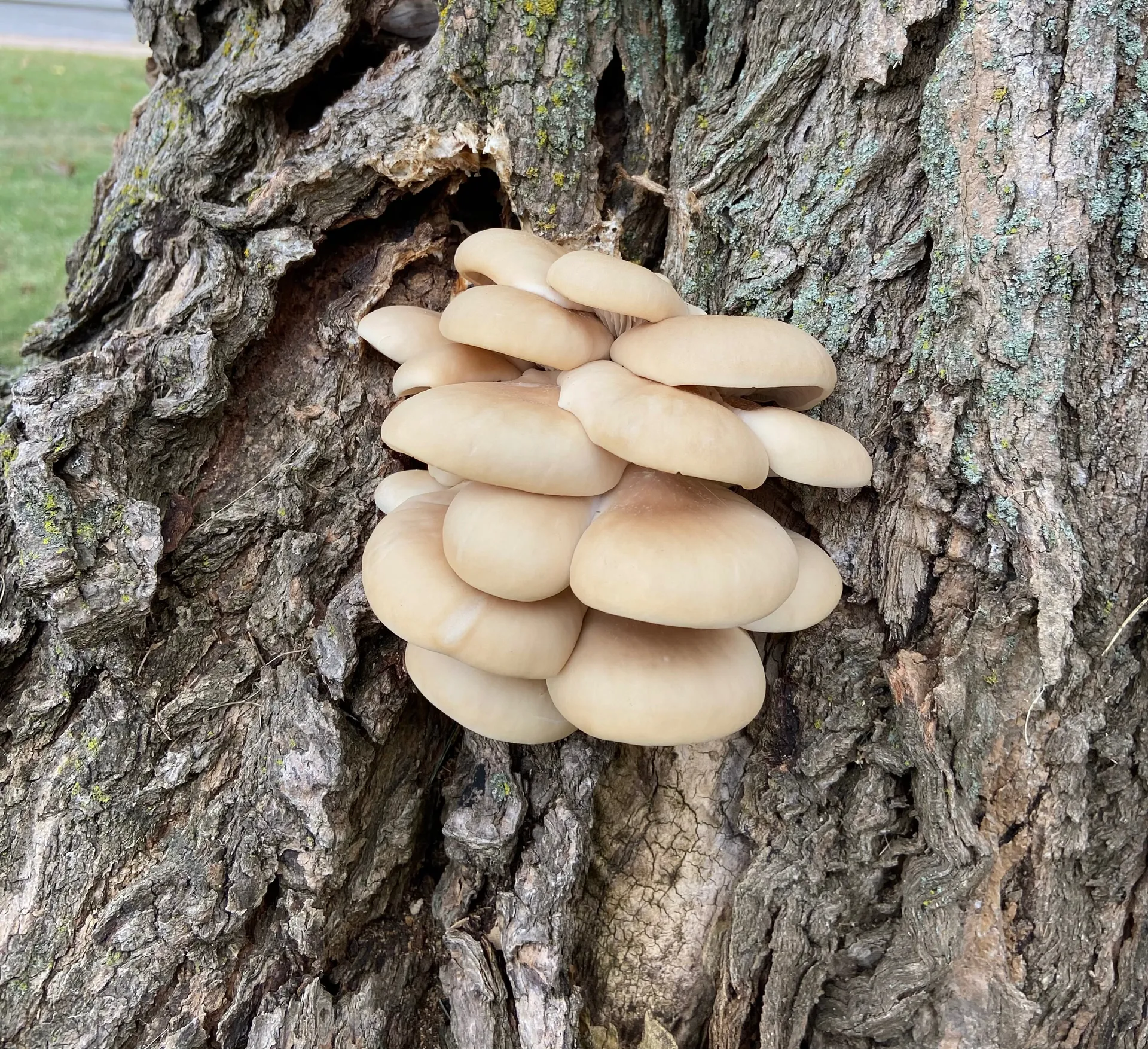 VanillaVega OnlyFans header