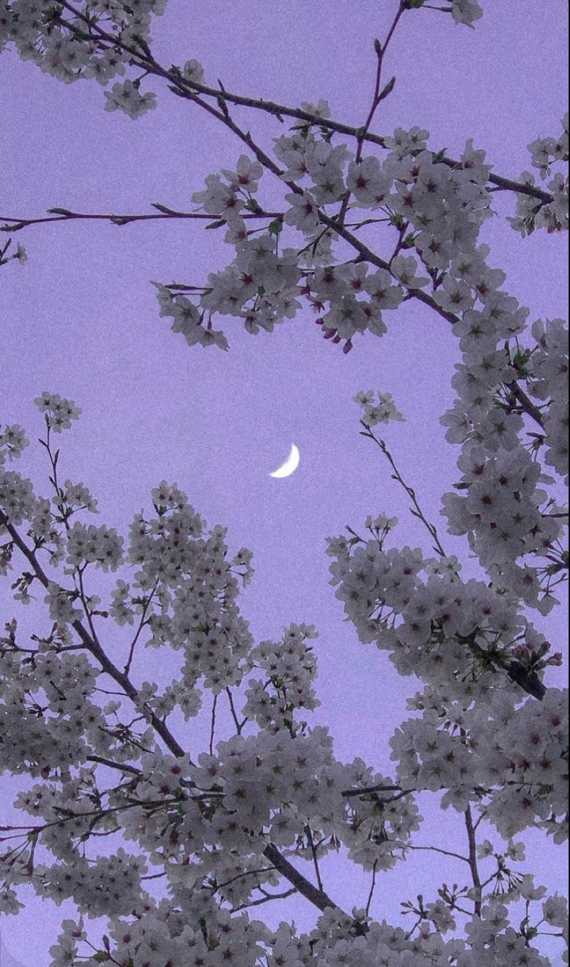 Vega Hawke🌙 OnlyFans header