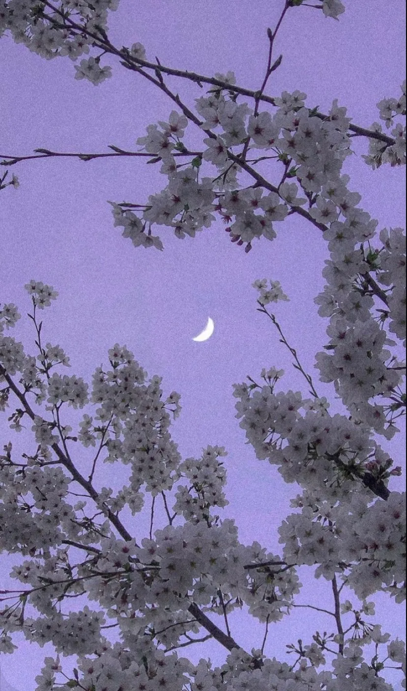 Vega Hawke🌙 OnlyFans header