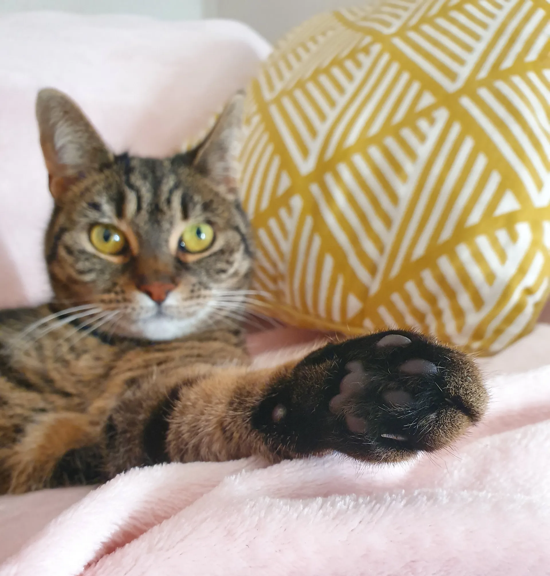 VEGAN FOOTQUEEN OnlyFans header