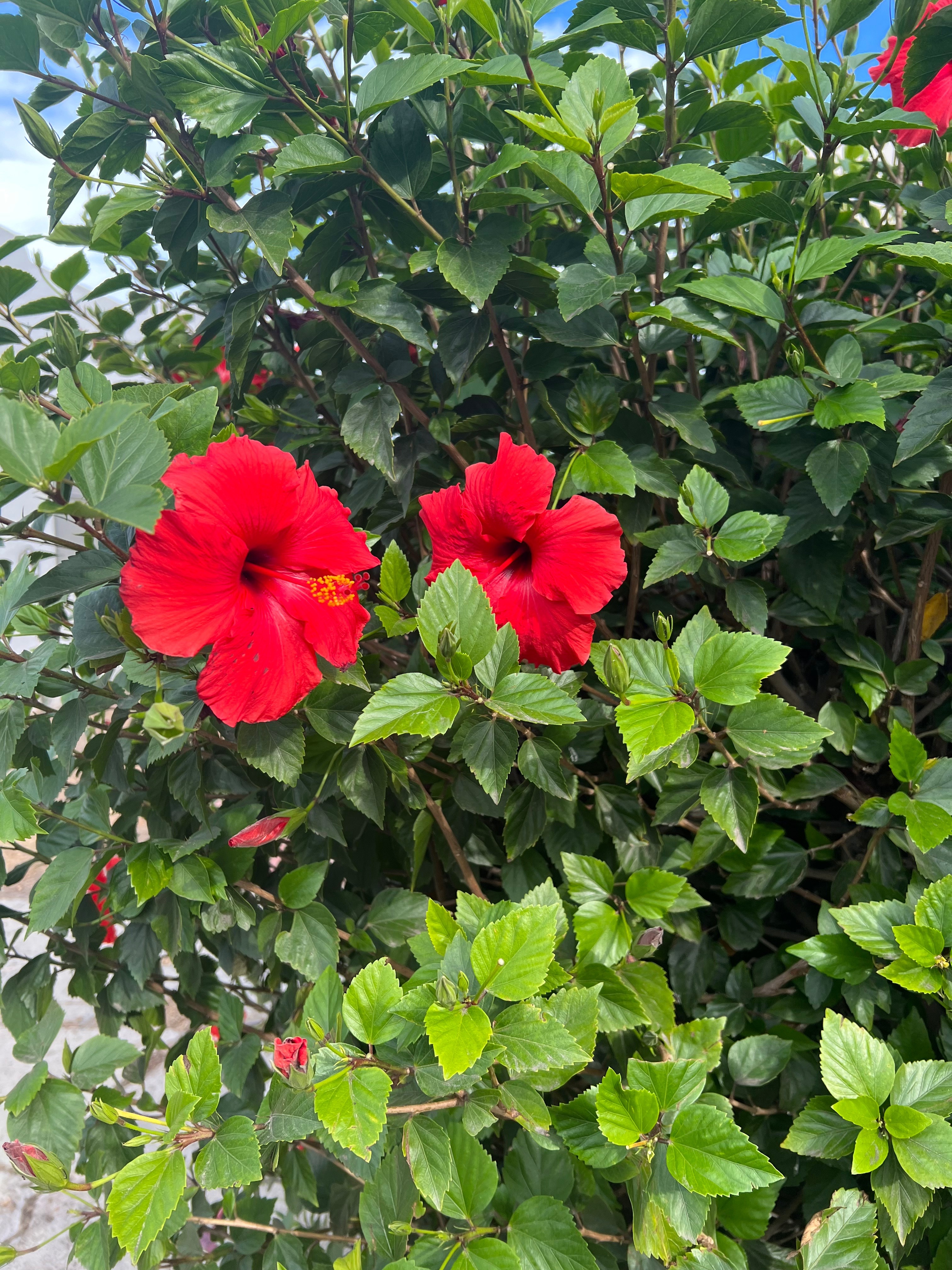 Veganmami333 OnlyFans header