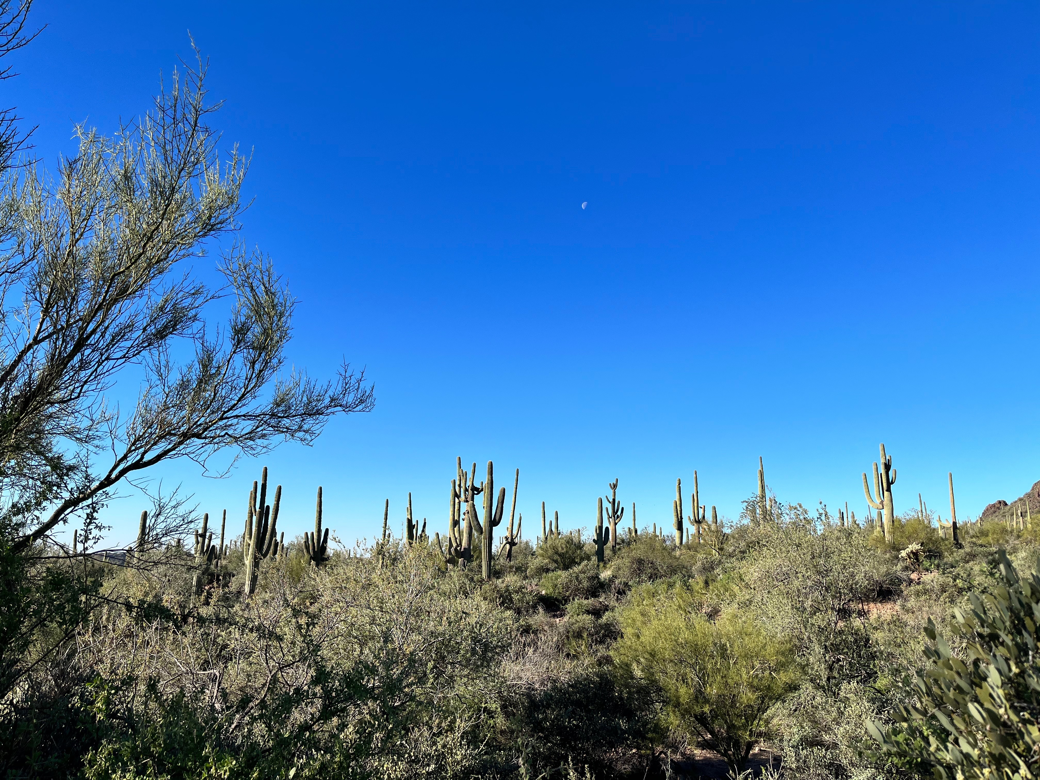desert darling 👼🏼 OnlyFans header