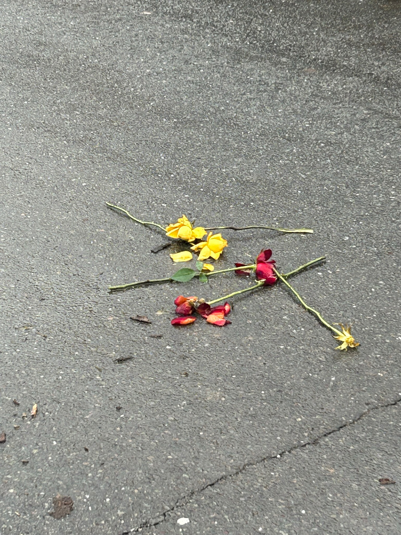 sacha OnlyFans header