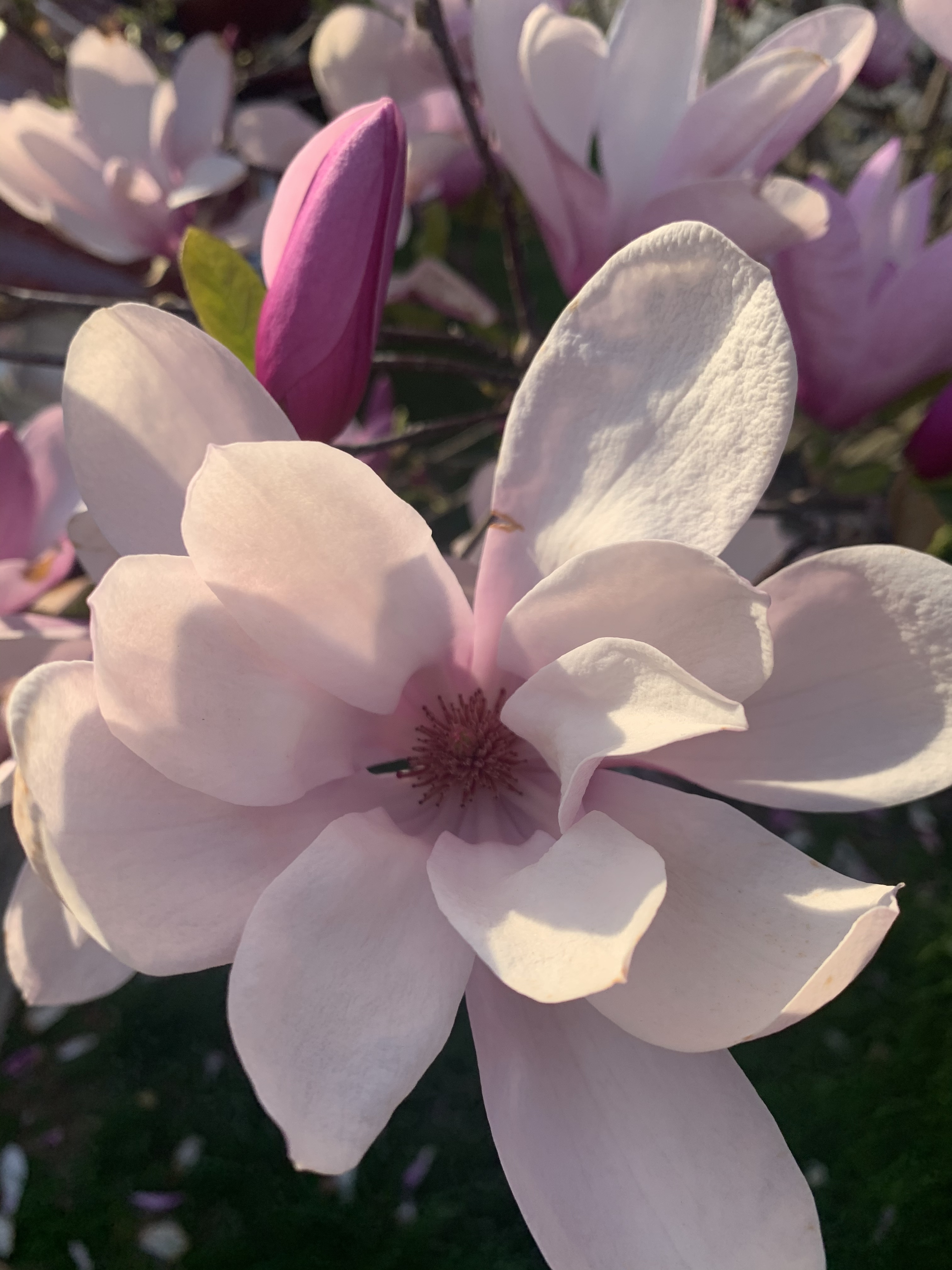 Veina Valentine OnlyFans header