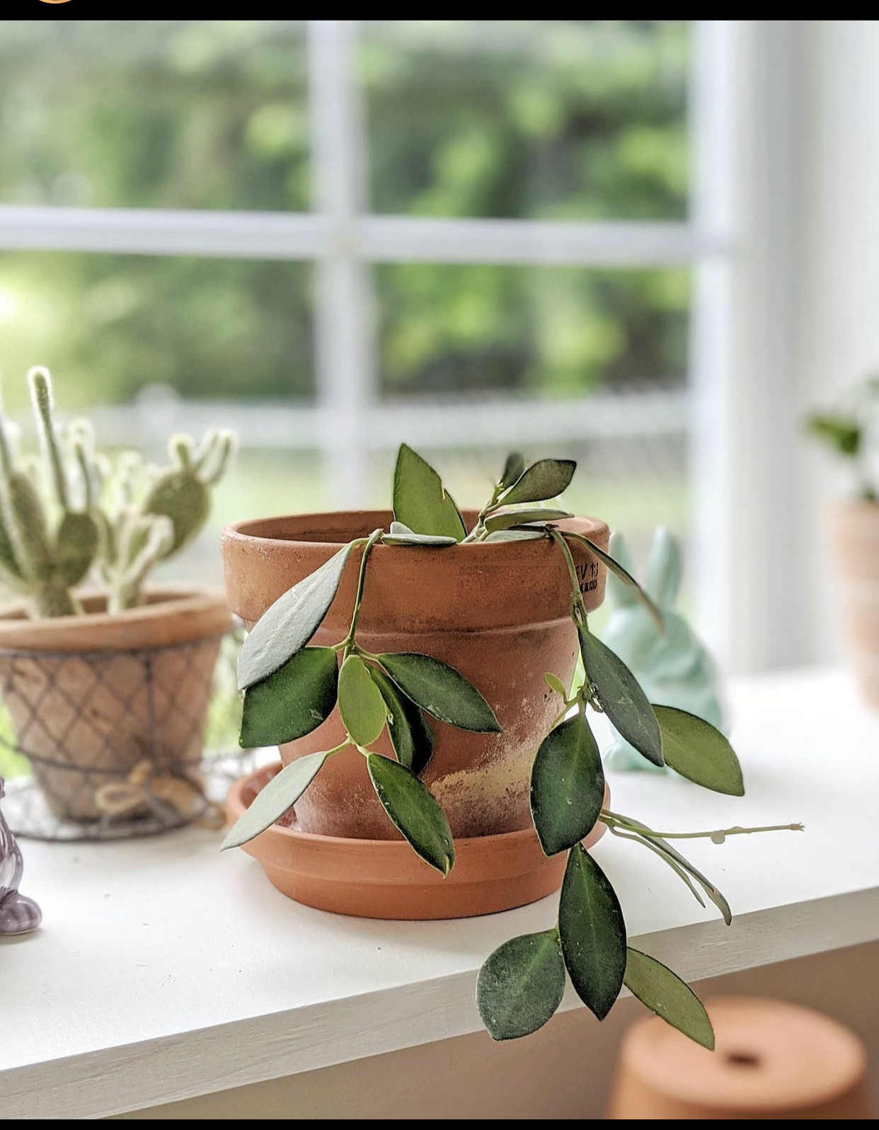 Velma OnlyFans header