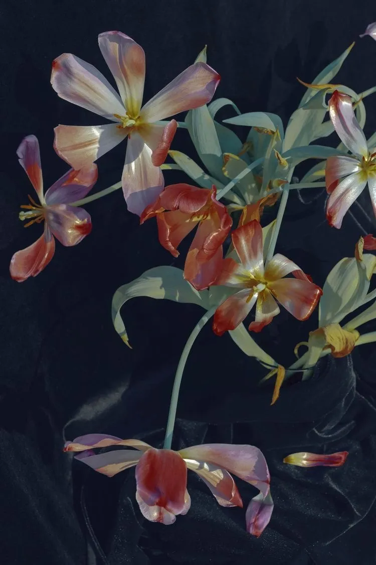 velvet kitty cat ♥ OnlyFans header