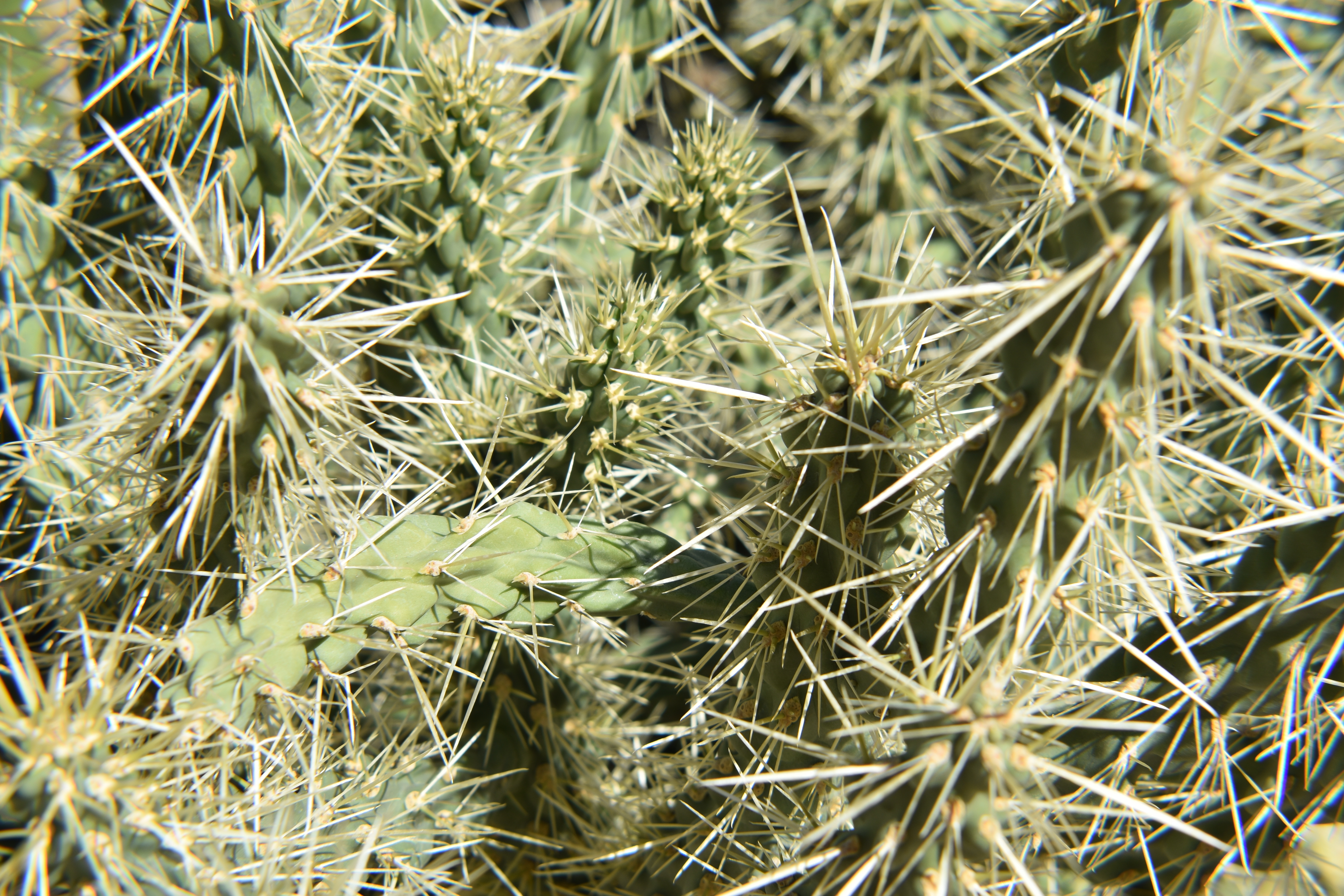 Velvet Rose OnlyFans header