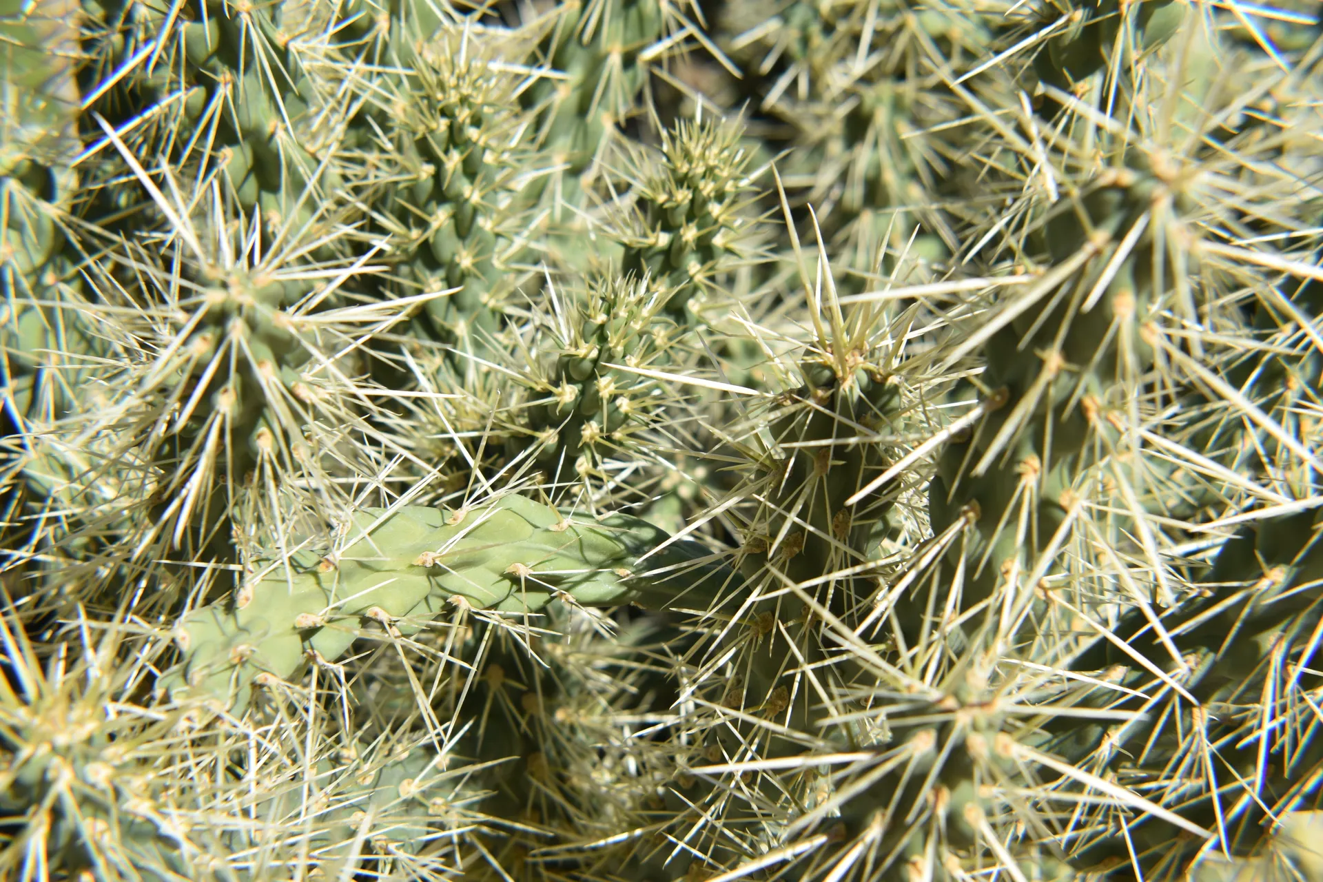 Velvet Rose OnlyFans header