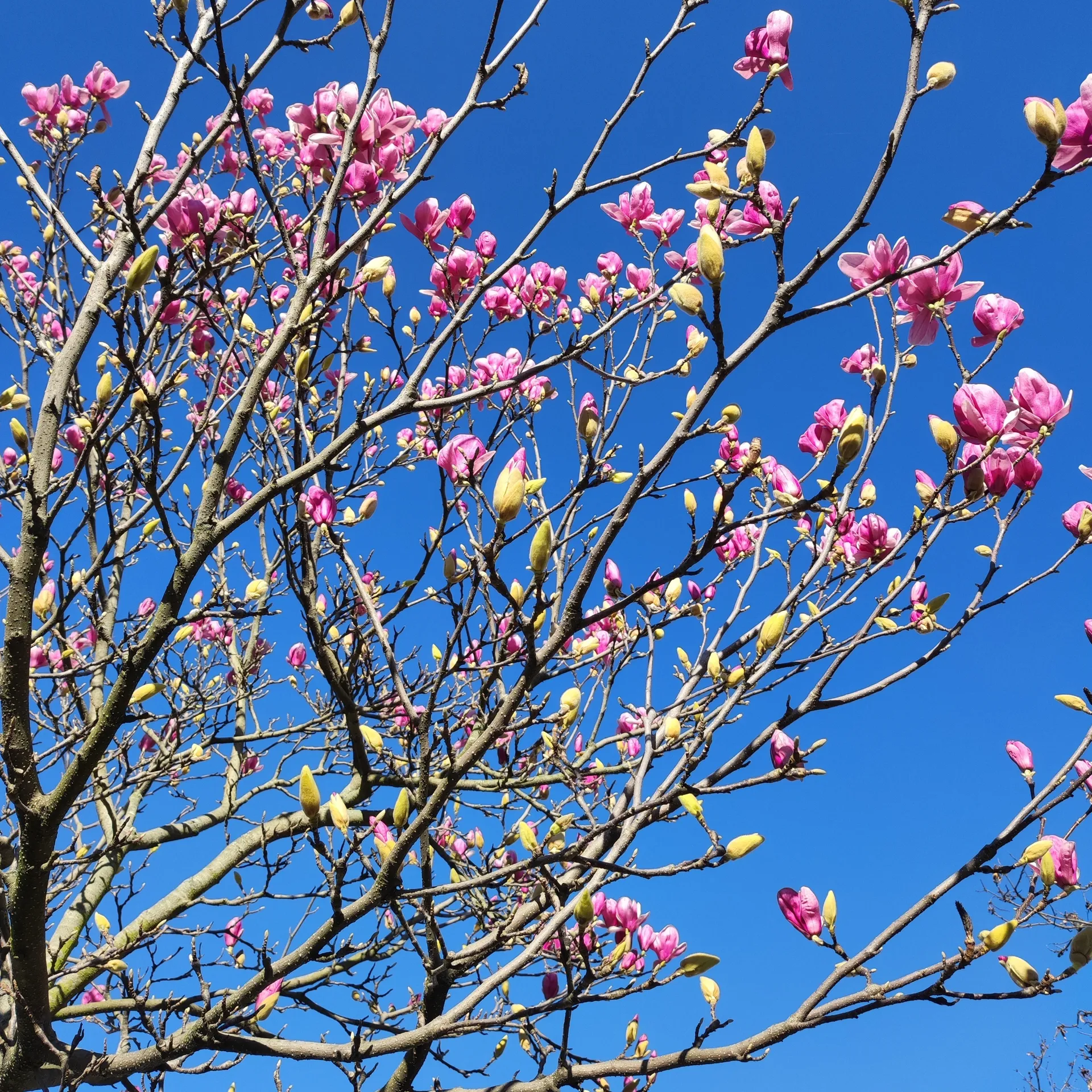 🌸Velvet🌸 OnlyFans header