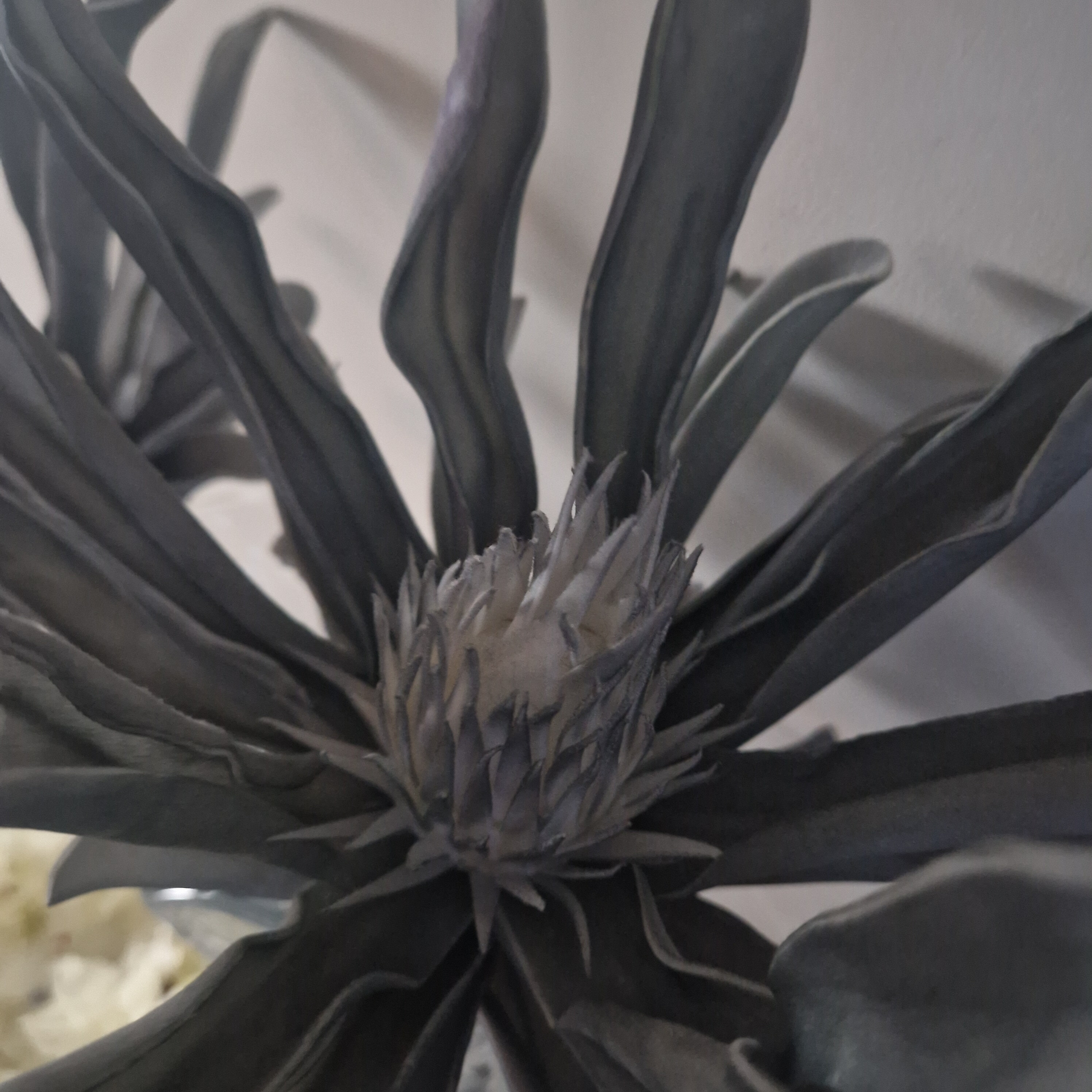 VelvetSteps OnlyFans