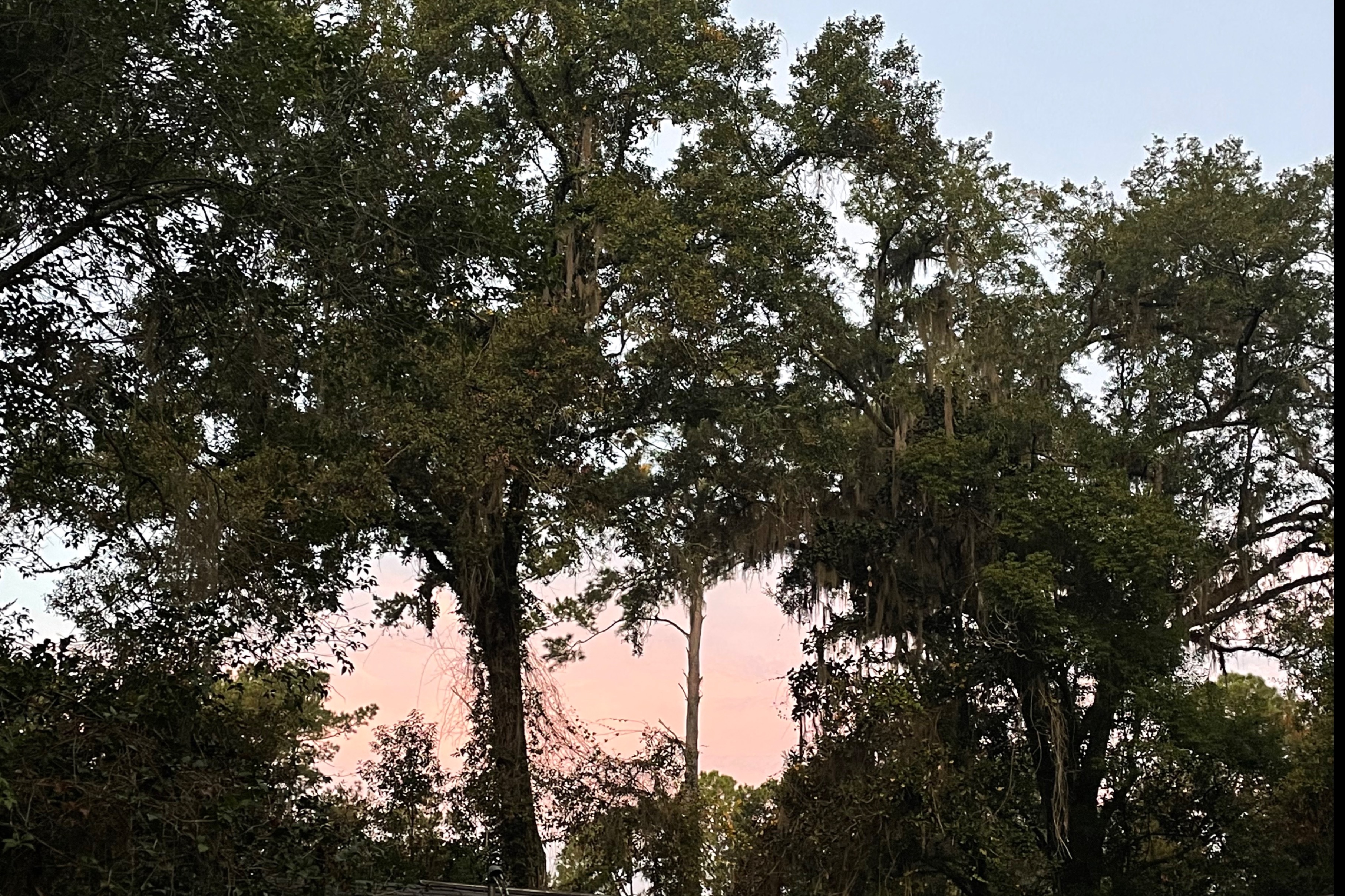 shelby OnlyFans header