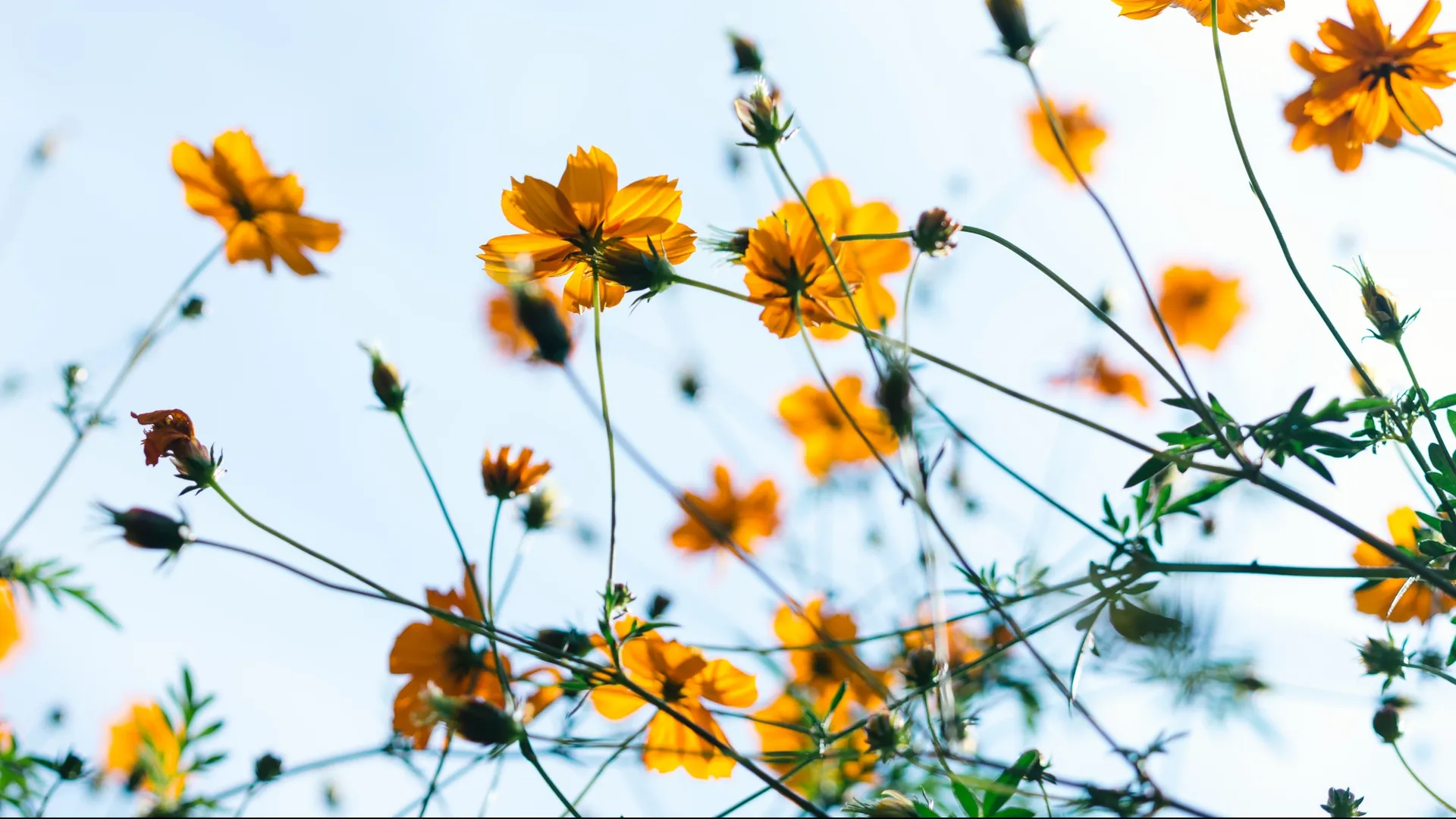 VelvetVixen99 OnlyFans header