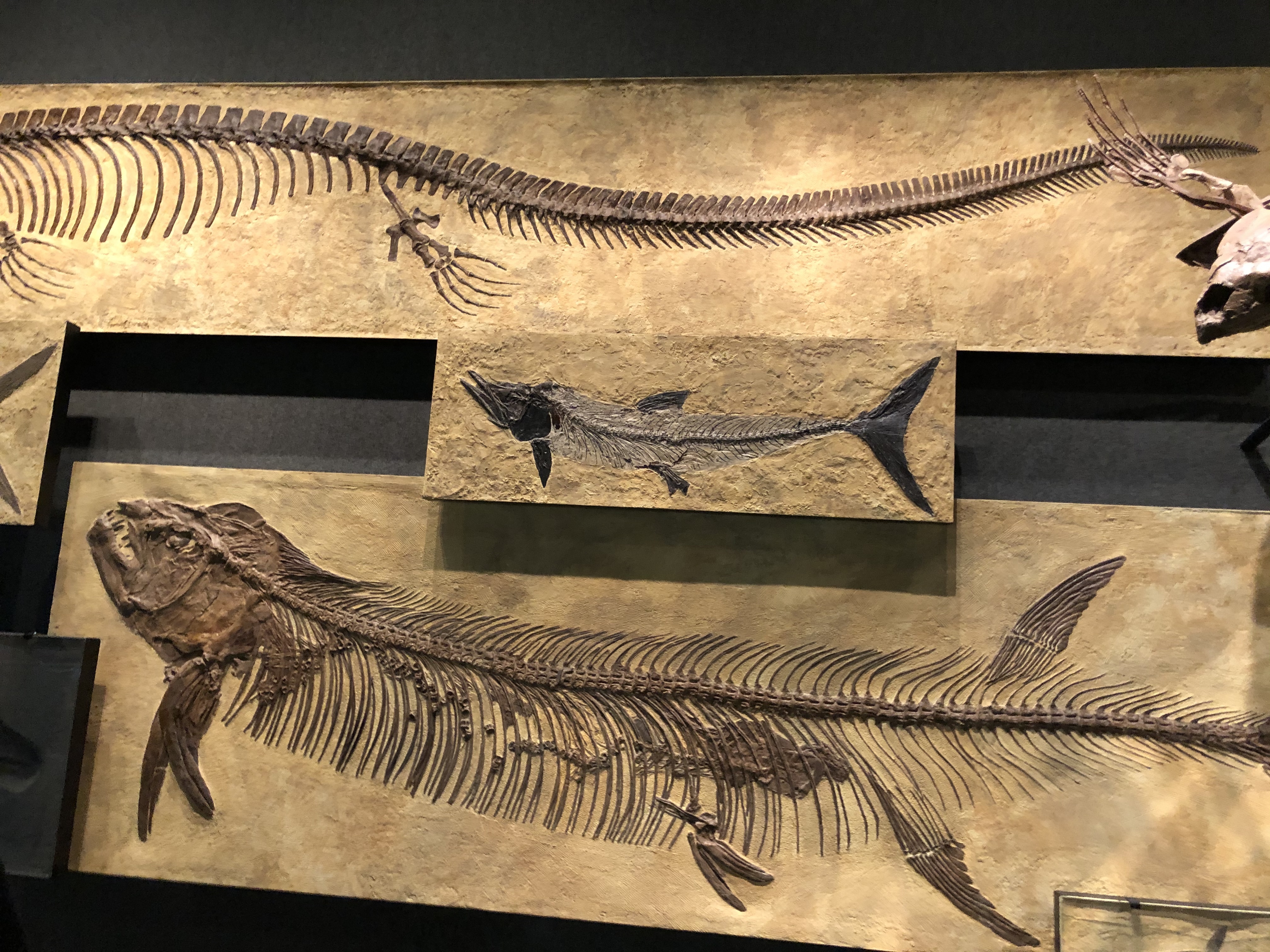 velvetworm OnlyFans header