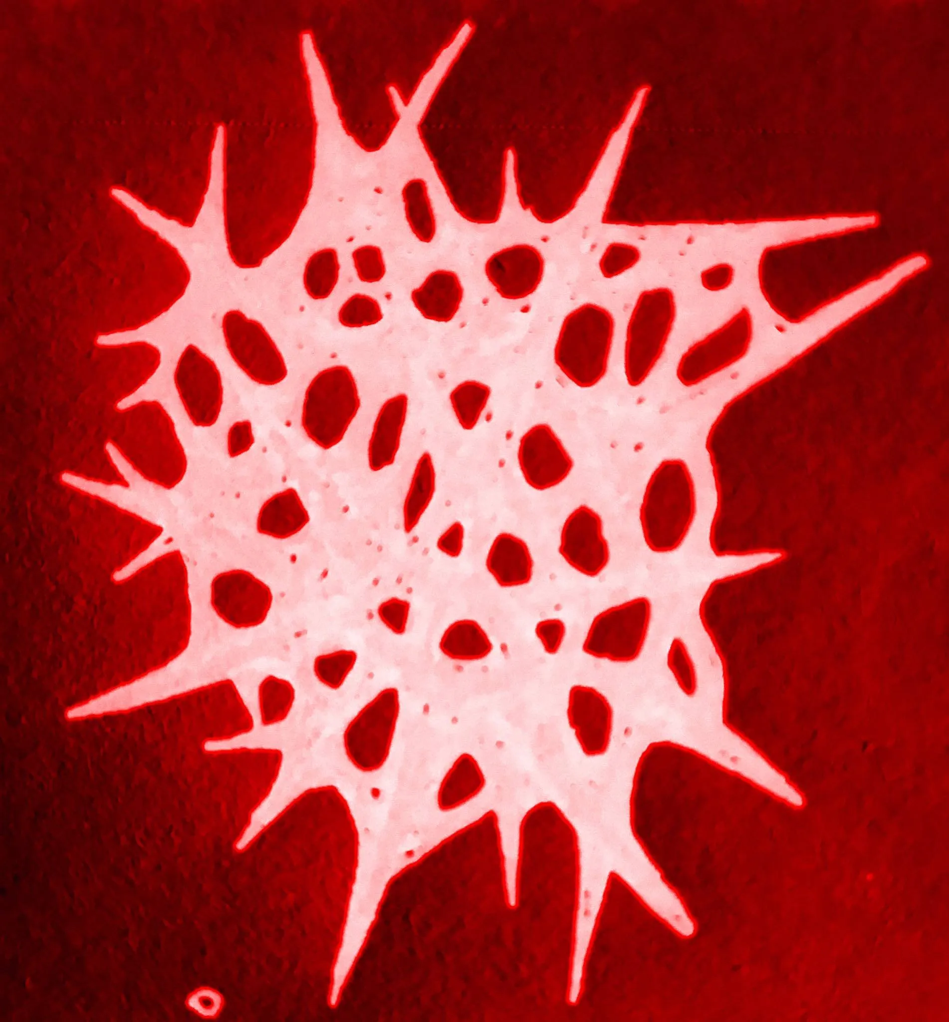 venenato OnlyFans header