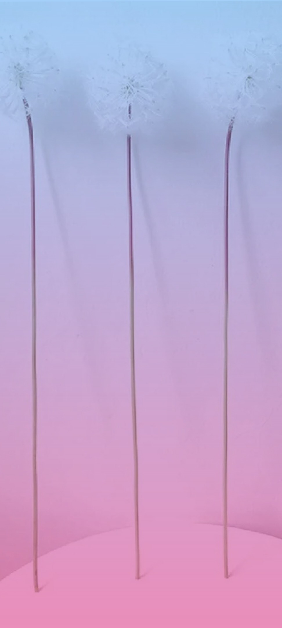 Venere Bianca OnlyFans header