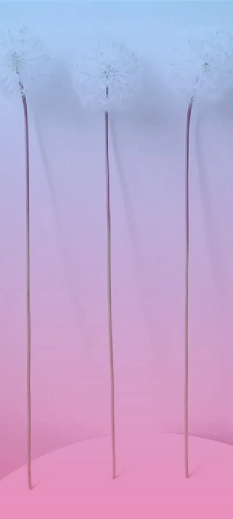 Venere Bianca OnlyFans header