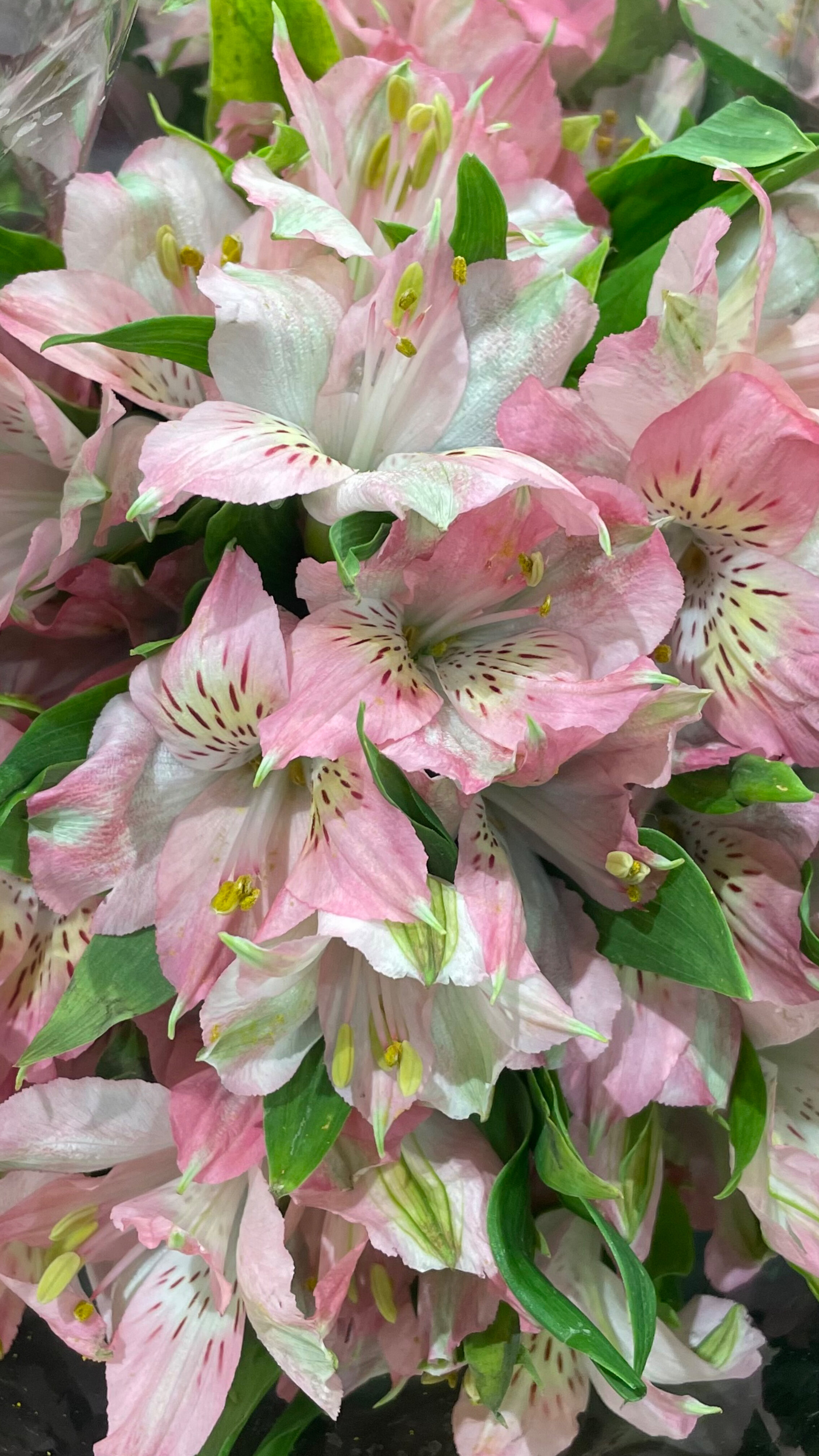 VenusAngel OnlyFans header