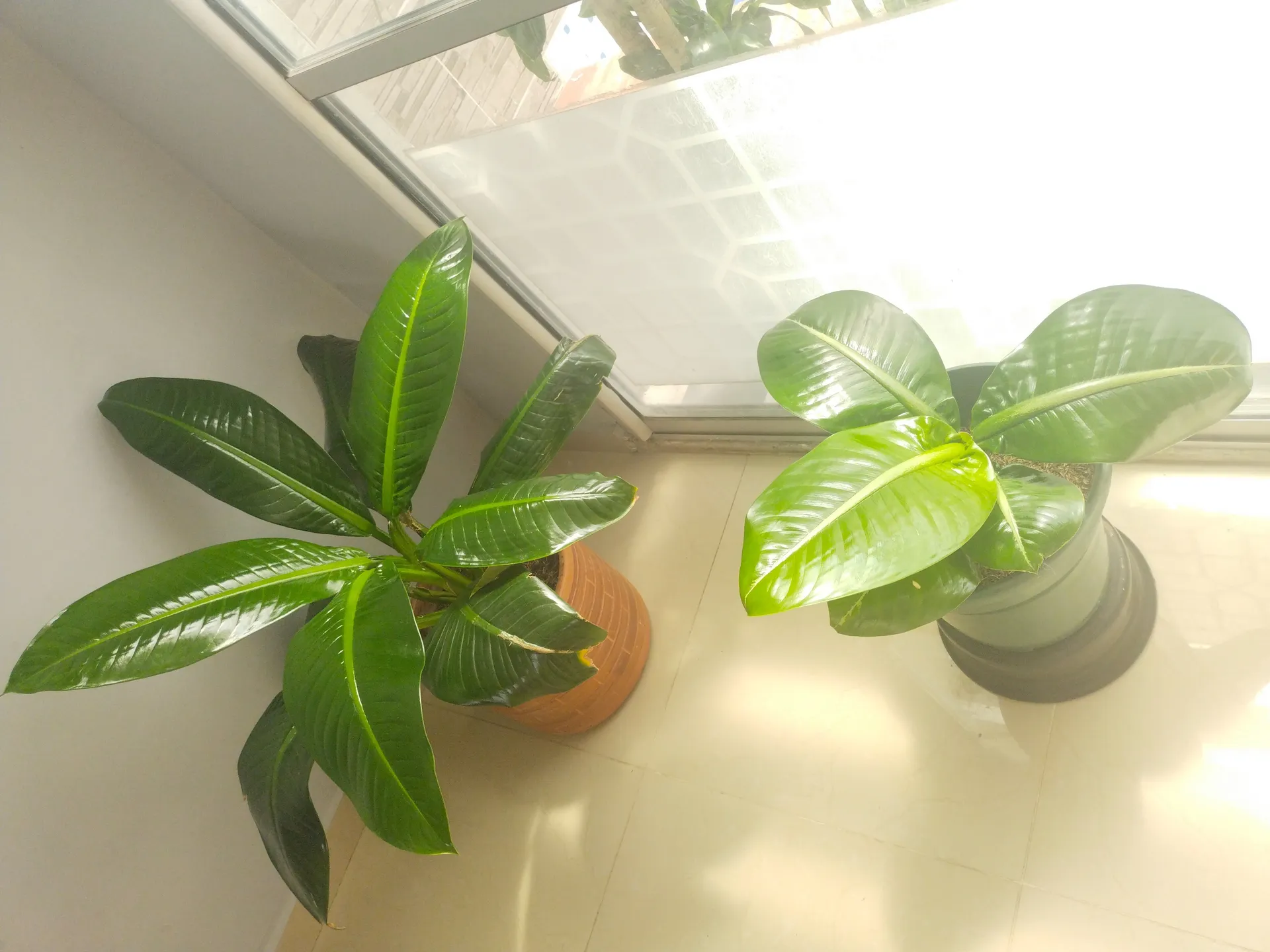 Venus✨ OnlyFans header