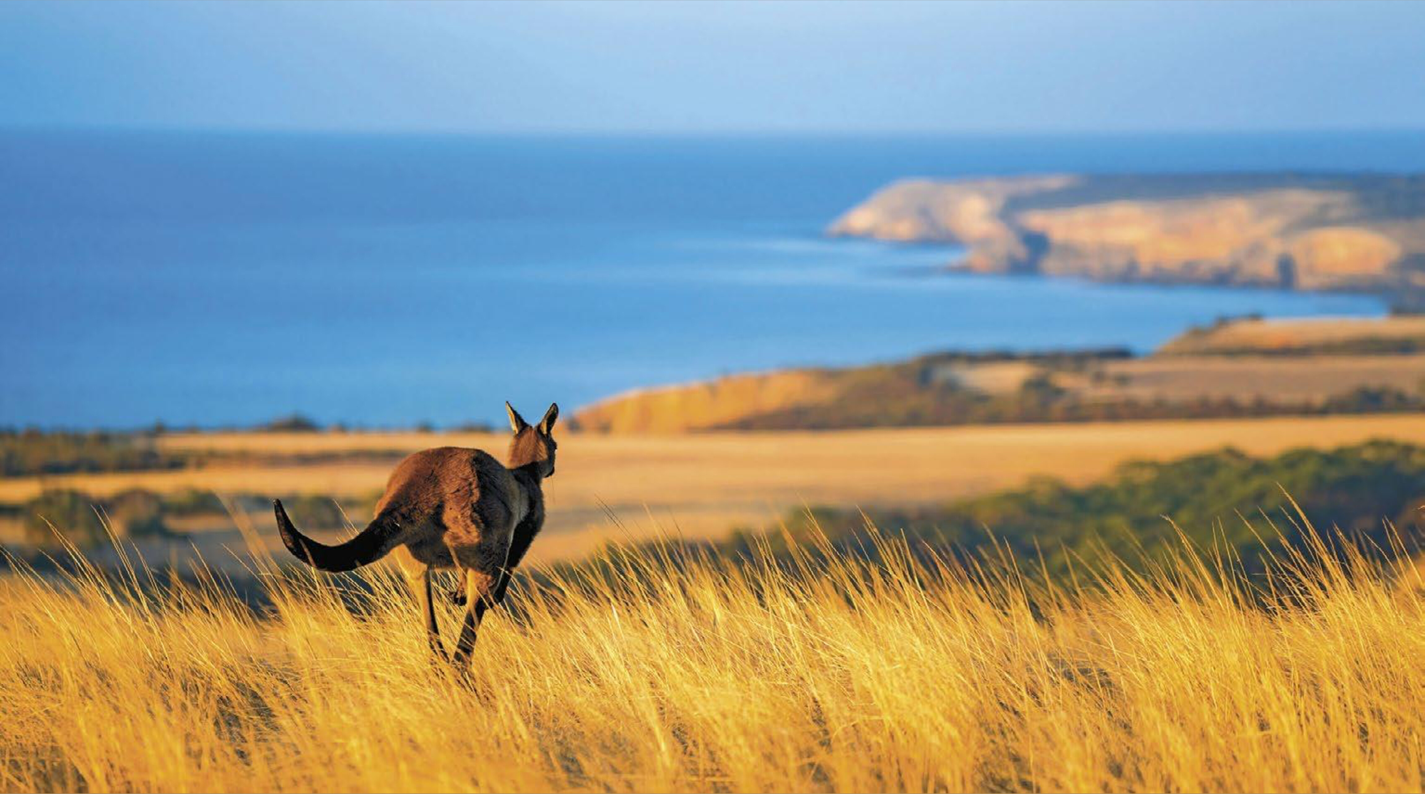 Aussie Zane OnlyFans header