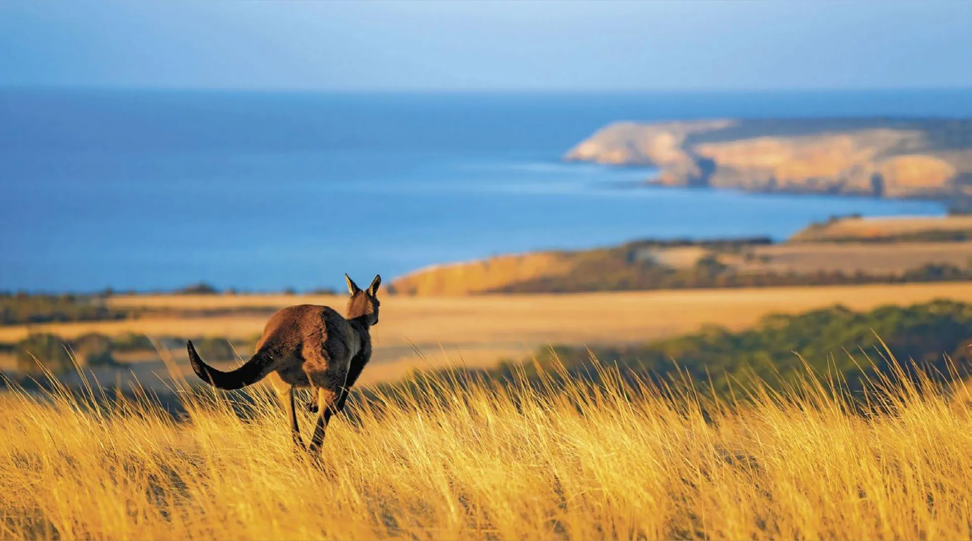 Aussie Zane OnlyFans header
