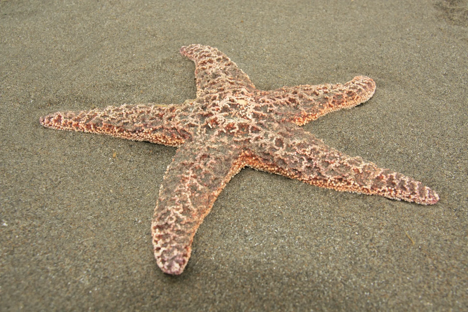 VenusPantyLines OnlyFans header