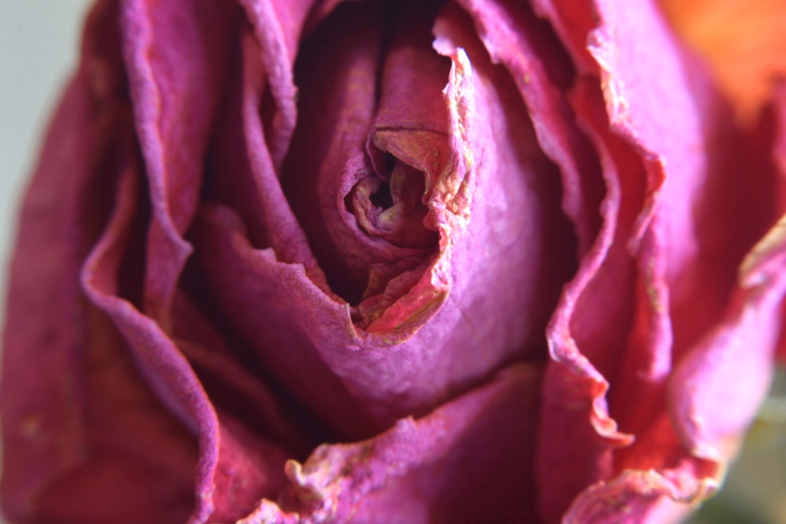 Veralee OnlyFans header