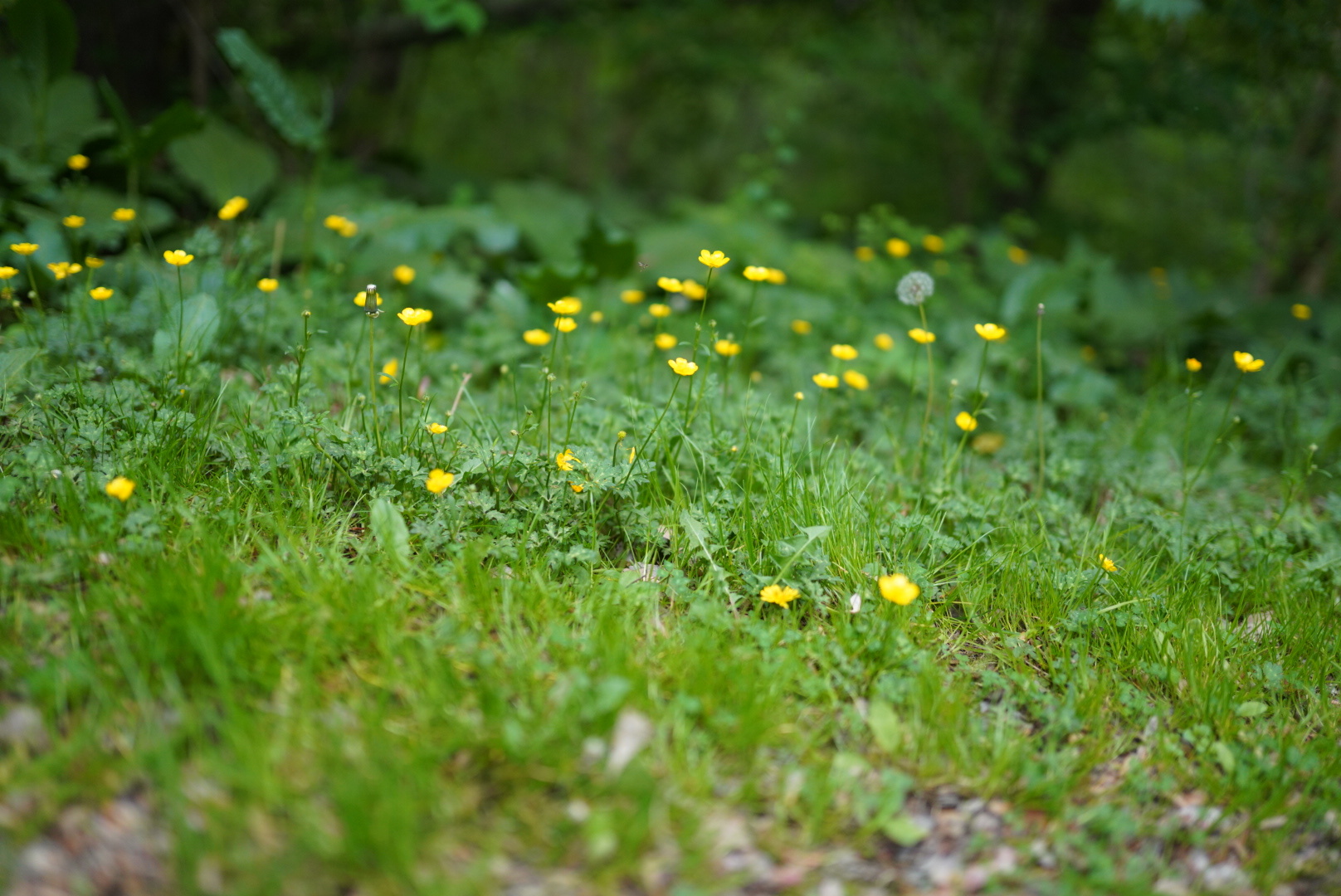 VeraSadly OnlyFans header