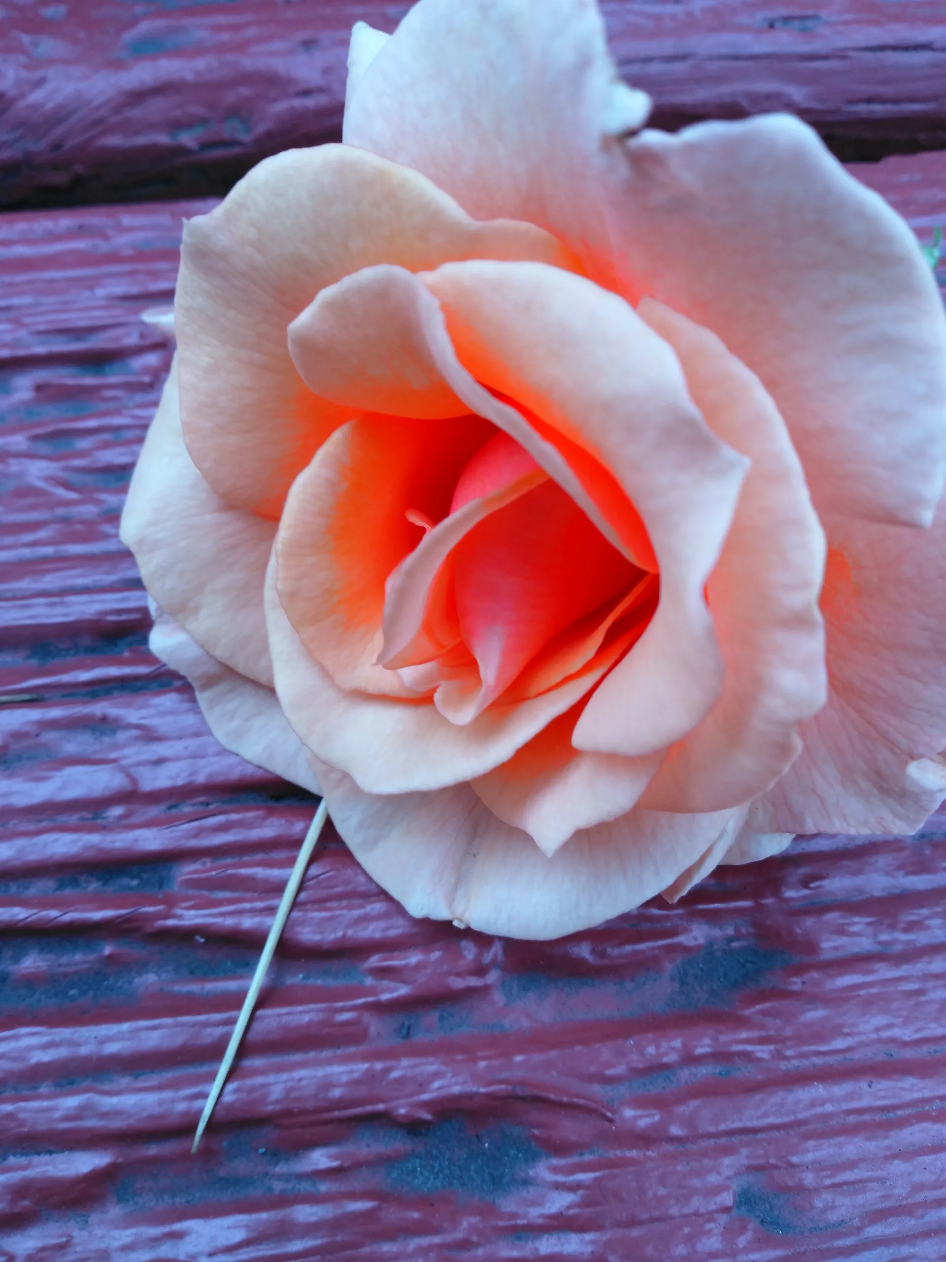 Angela OnlyFans header