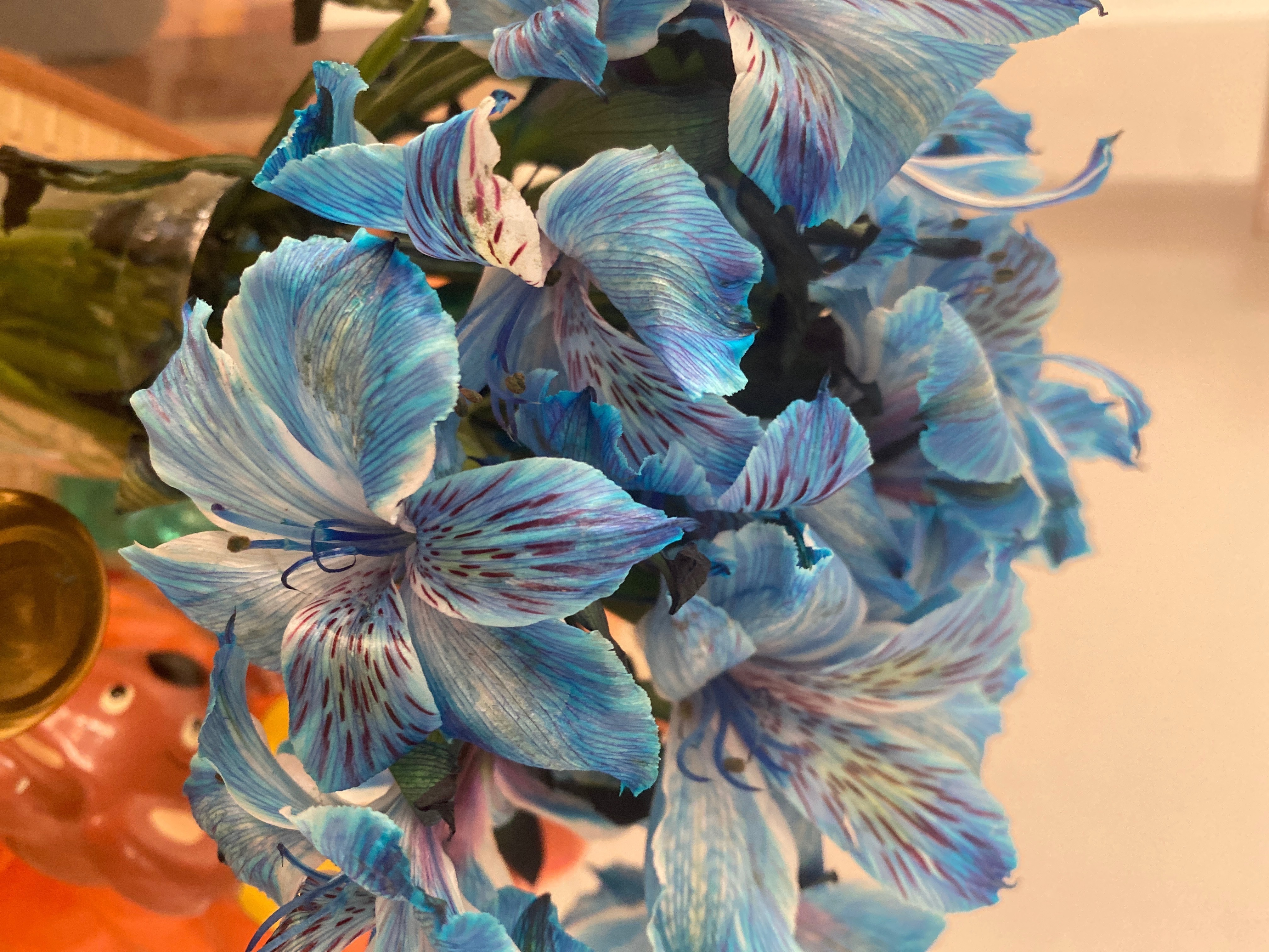 Johanna OnlyFans header