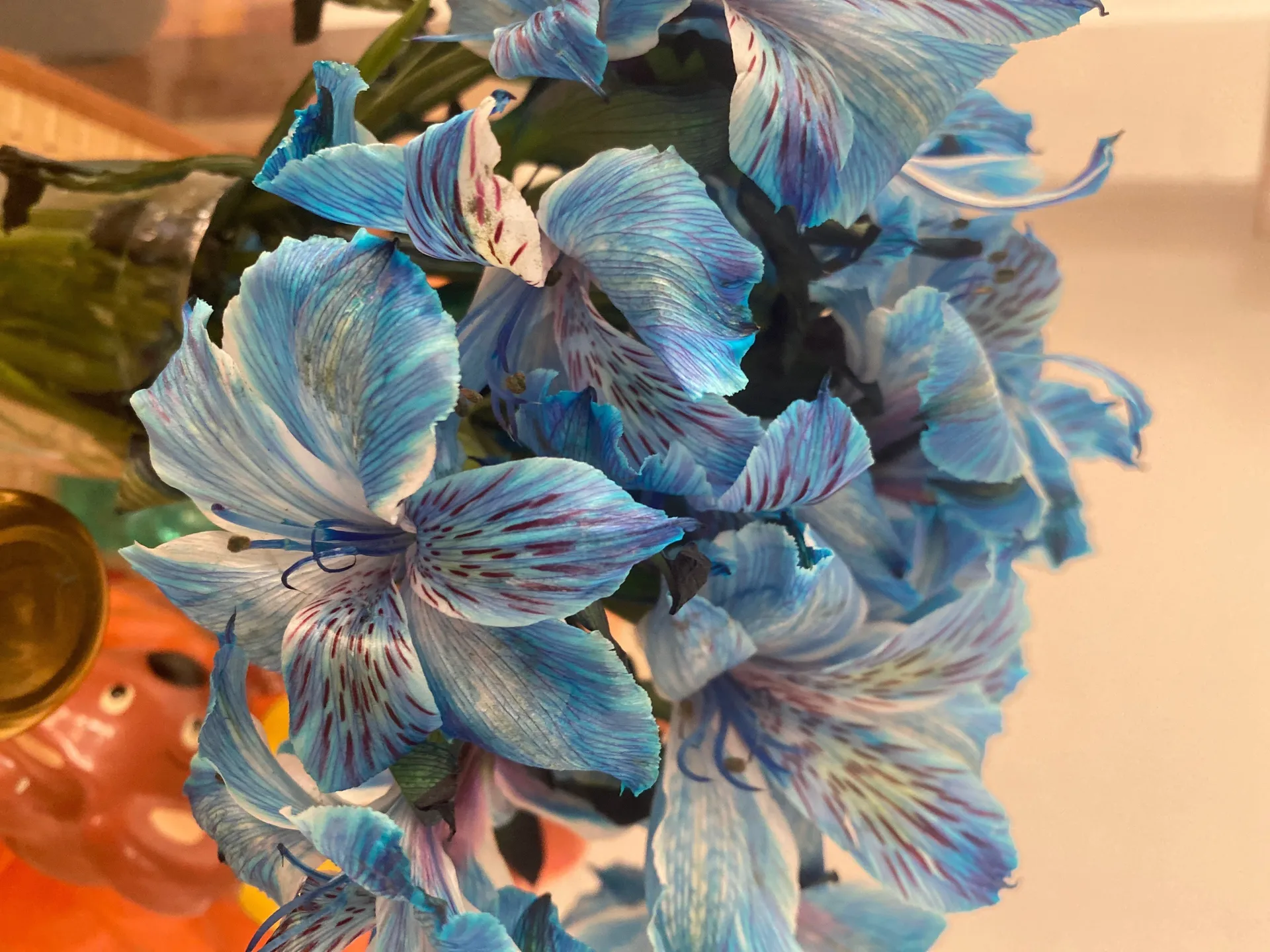 Johanna OnlyFans header