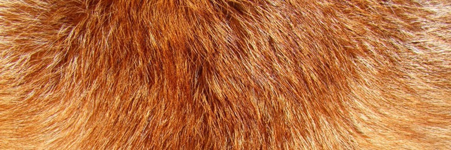 Verona Fox OnlyFans header