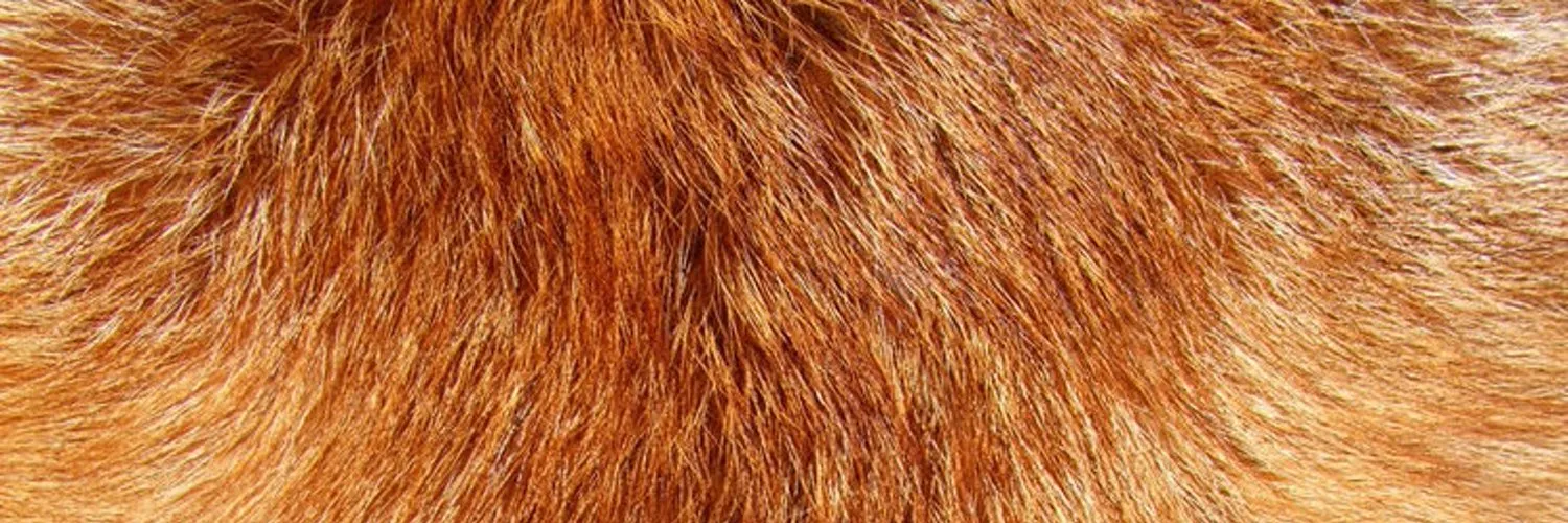 Verona Fox OnlyFans header