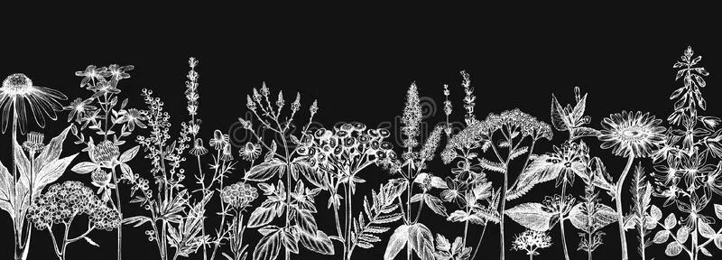 Veronica OnlyFans header