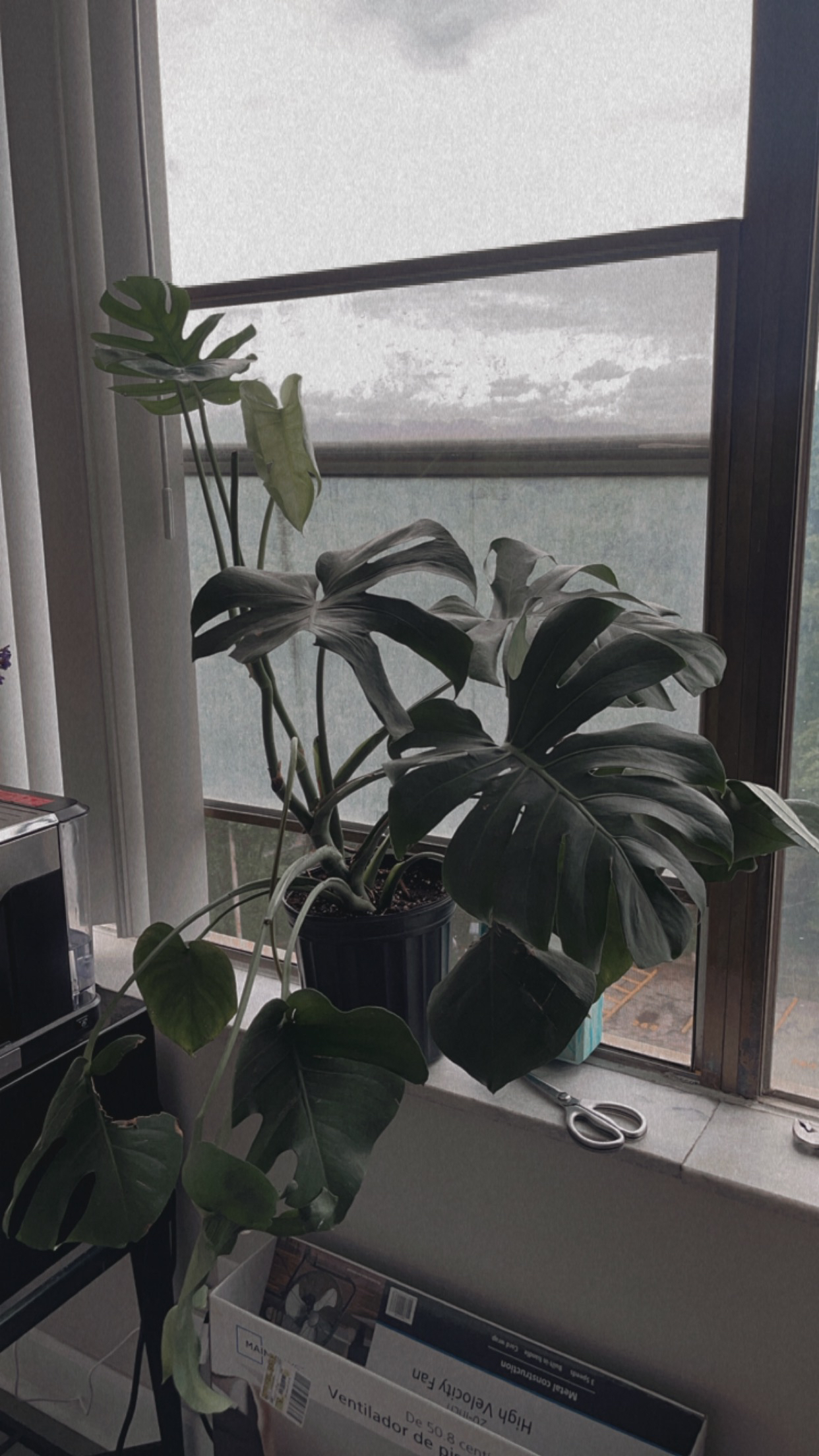 Veronica🗡 OnlyFans header