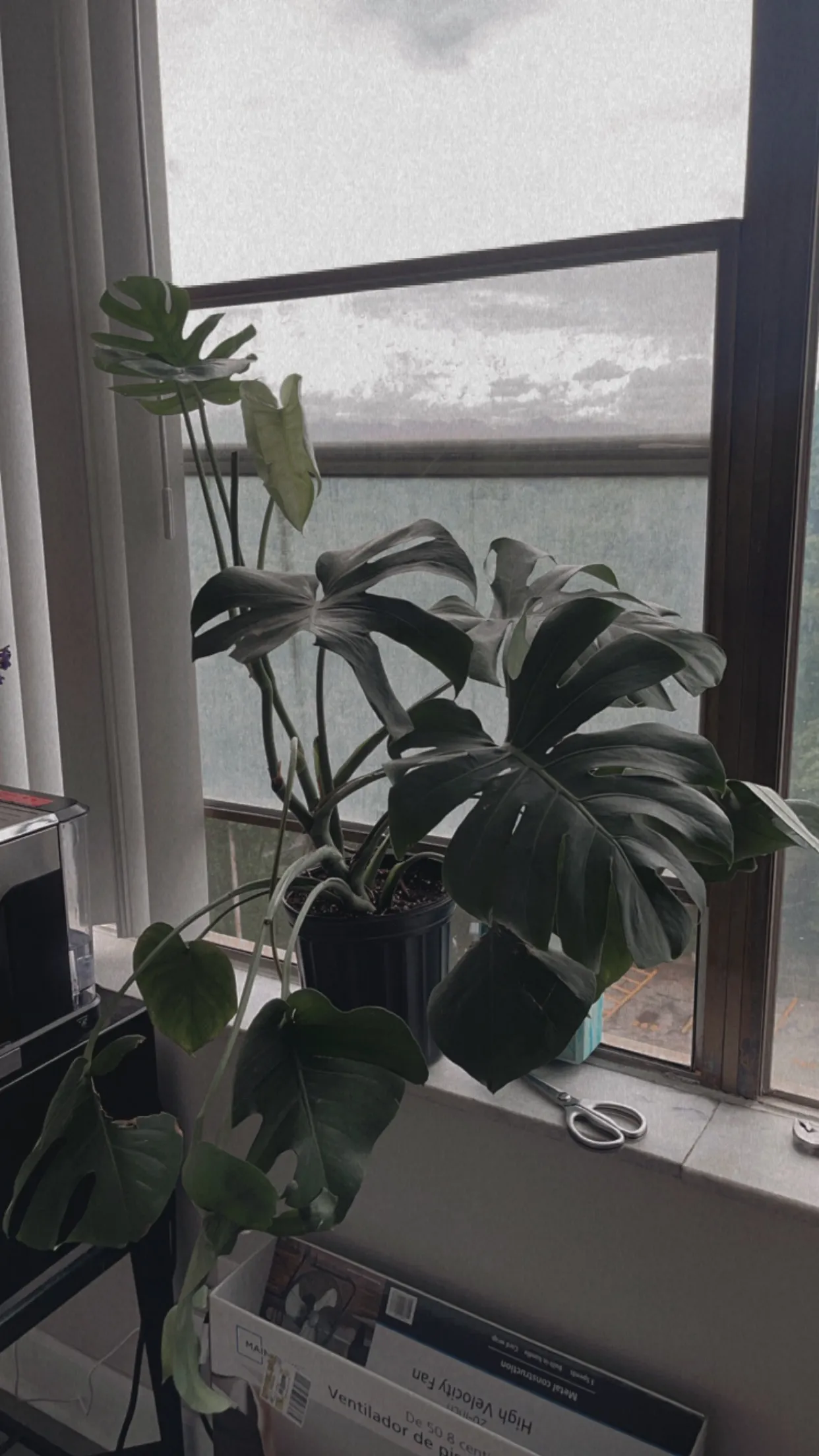 Veronica🗡 OnlyFans header