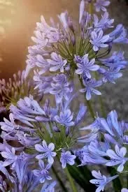 Veronica OnlyFans header