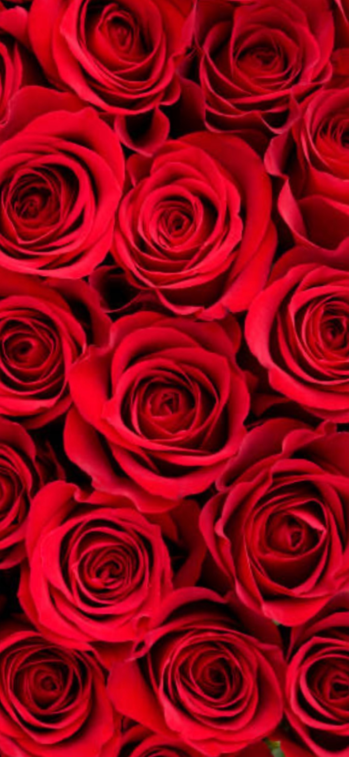 Veronica Long OnlyFans header