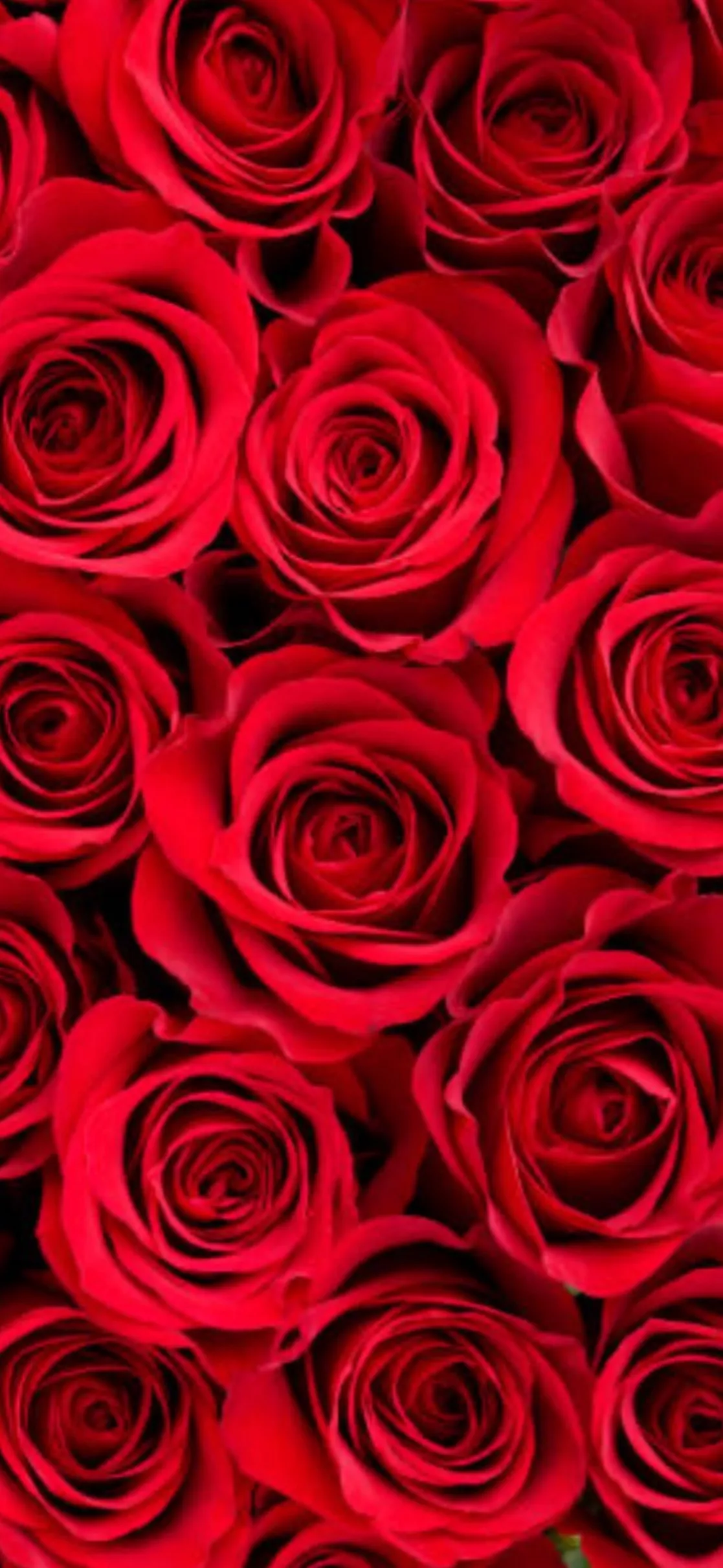 Veronica Long OnlyFans header