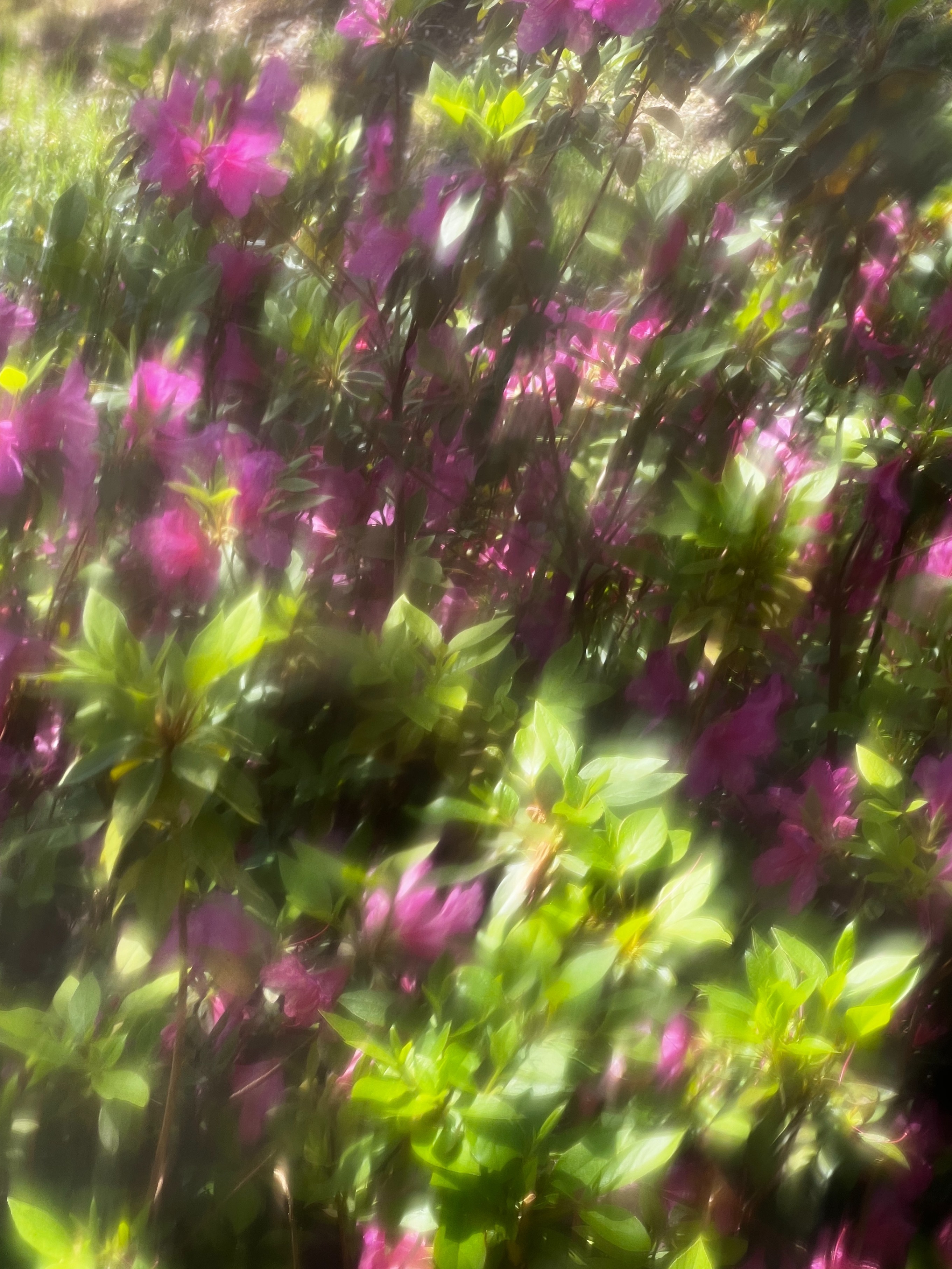 Veronica Rush OnlyFans header