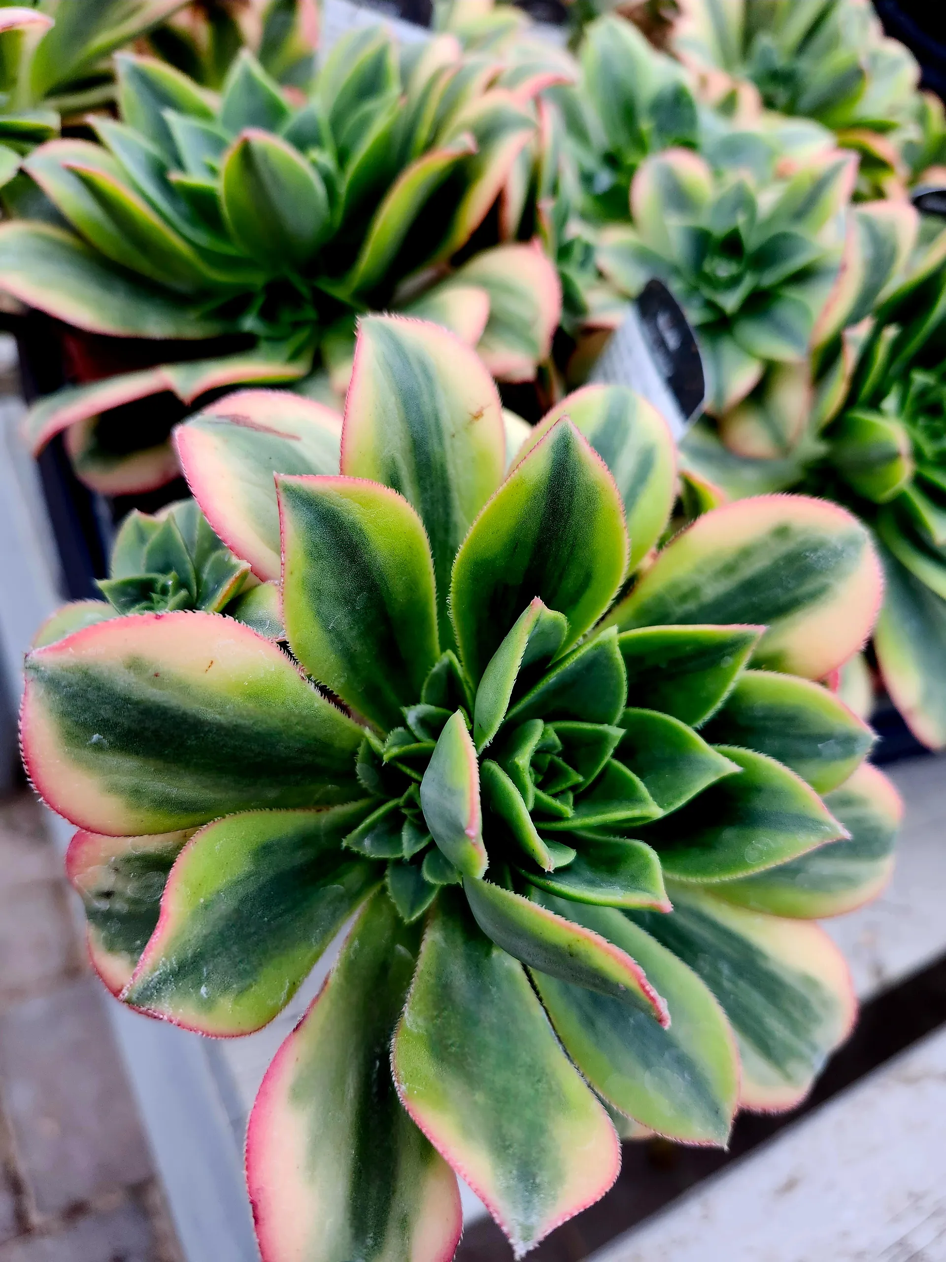 Veronica Star OnlyFans header