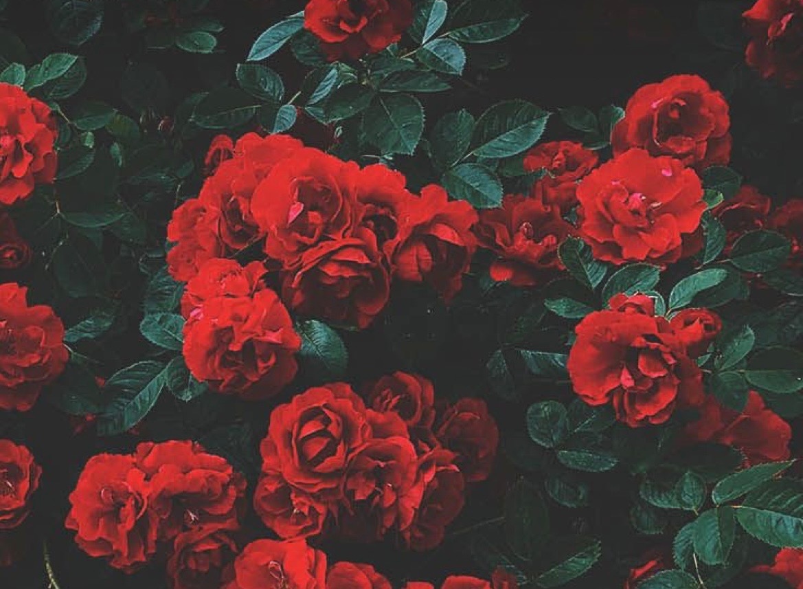 🌹veronica🌹 OnlyFans header