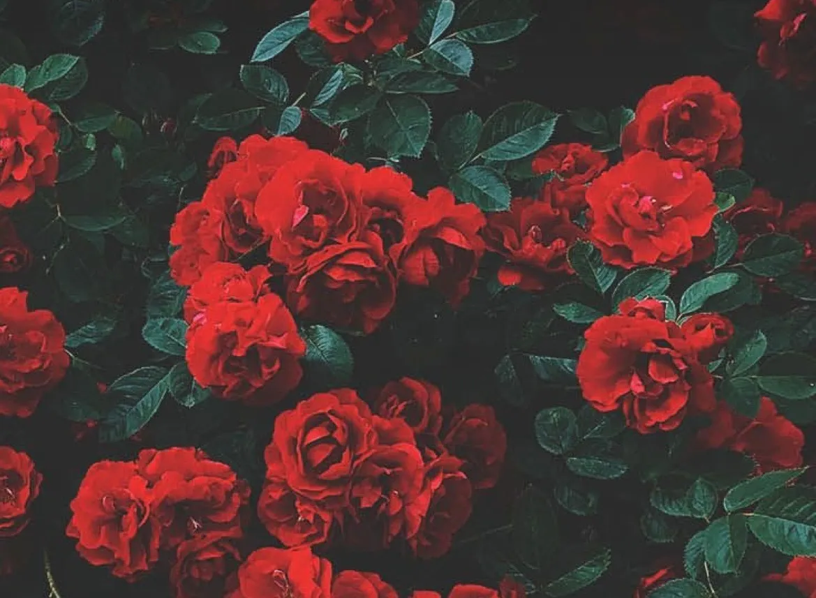 🌹veronica🌹 OnlyFans header