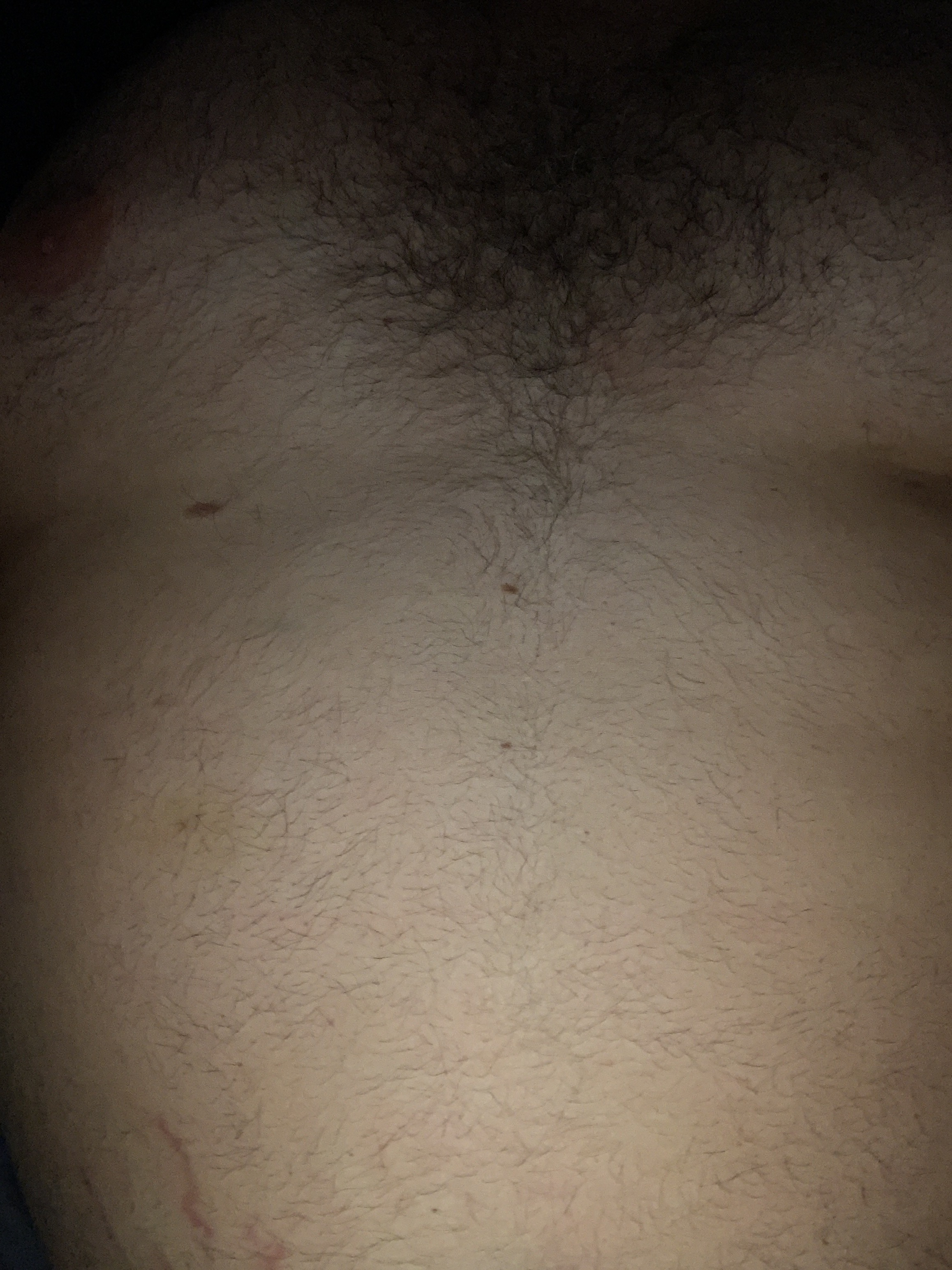 Vers bear OnlyFans header