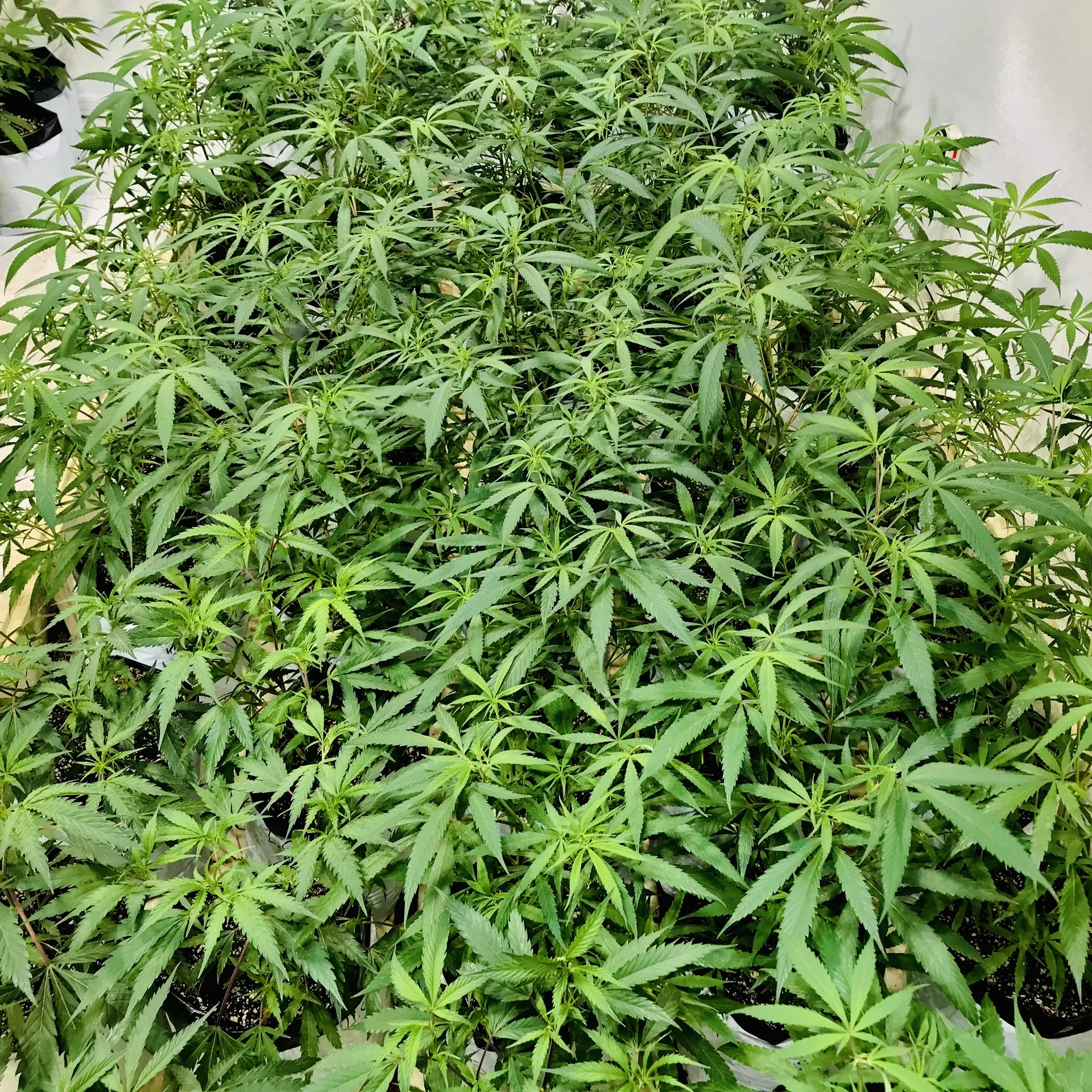 Veruca OnlyFans header